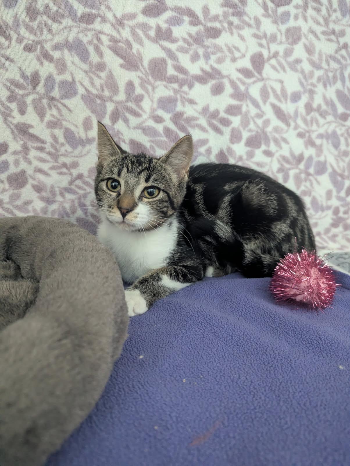 Enlarge Nebula, a Adoptable Tabby in Standish, MI image 1/5