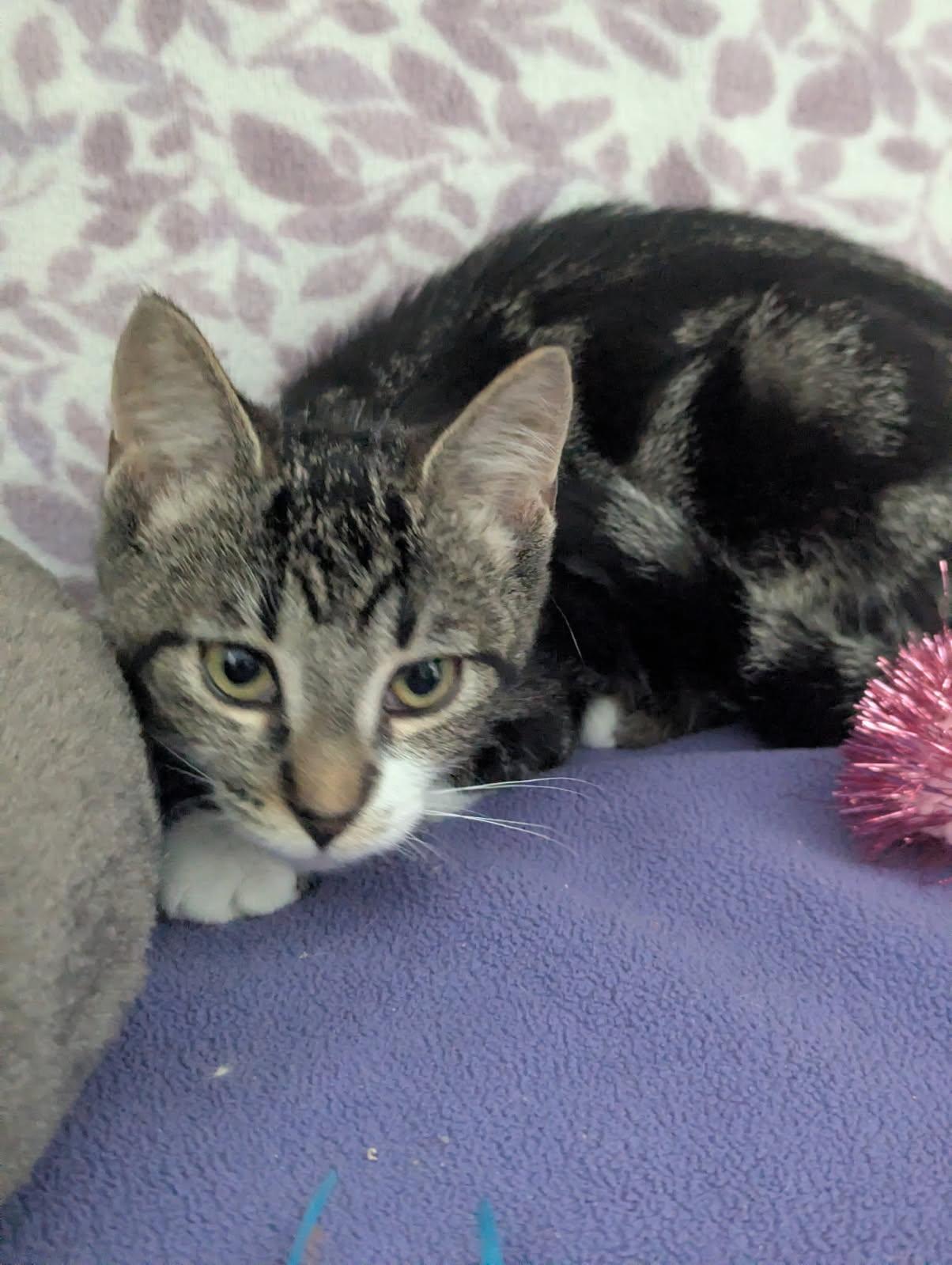 Enlarge Nebula, a Adoptable Tabby in Standish, MI image 2/5