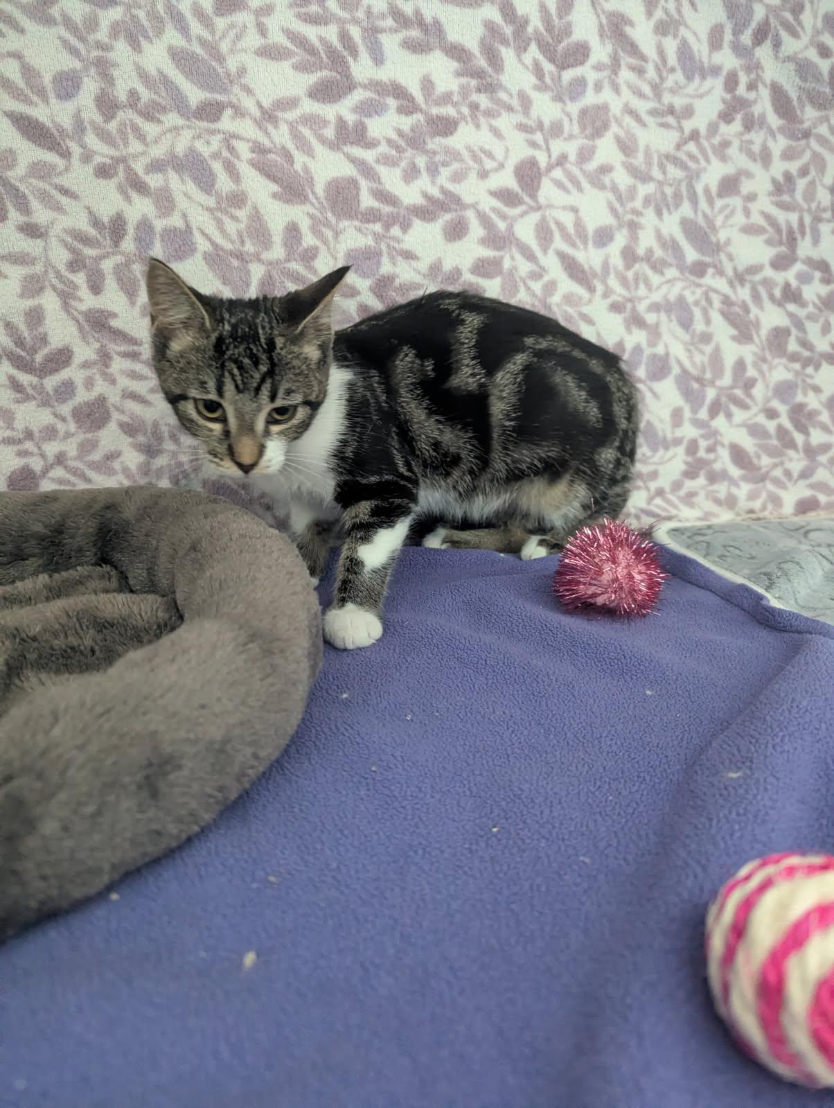 Enlarge Nebula, a Adoptable Tabby in Standish, MI image 3/5