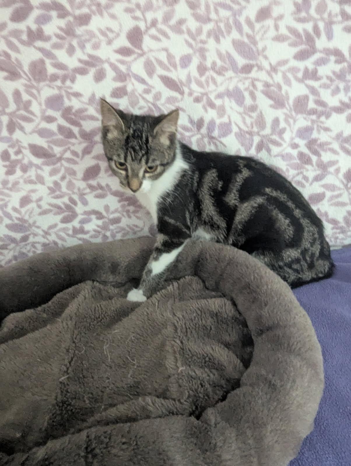 Enlarge Nebula, a Adoptable Tabby in Standish, MI image 4/5