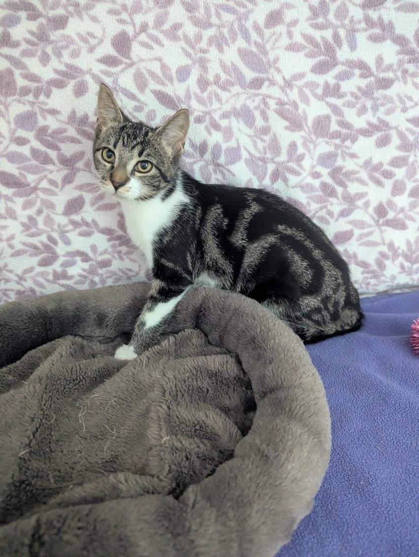 Enlarge Nebula, a Adoptable Tabby in Standish, MI image 5/5