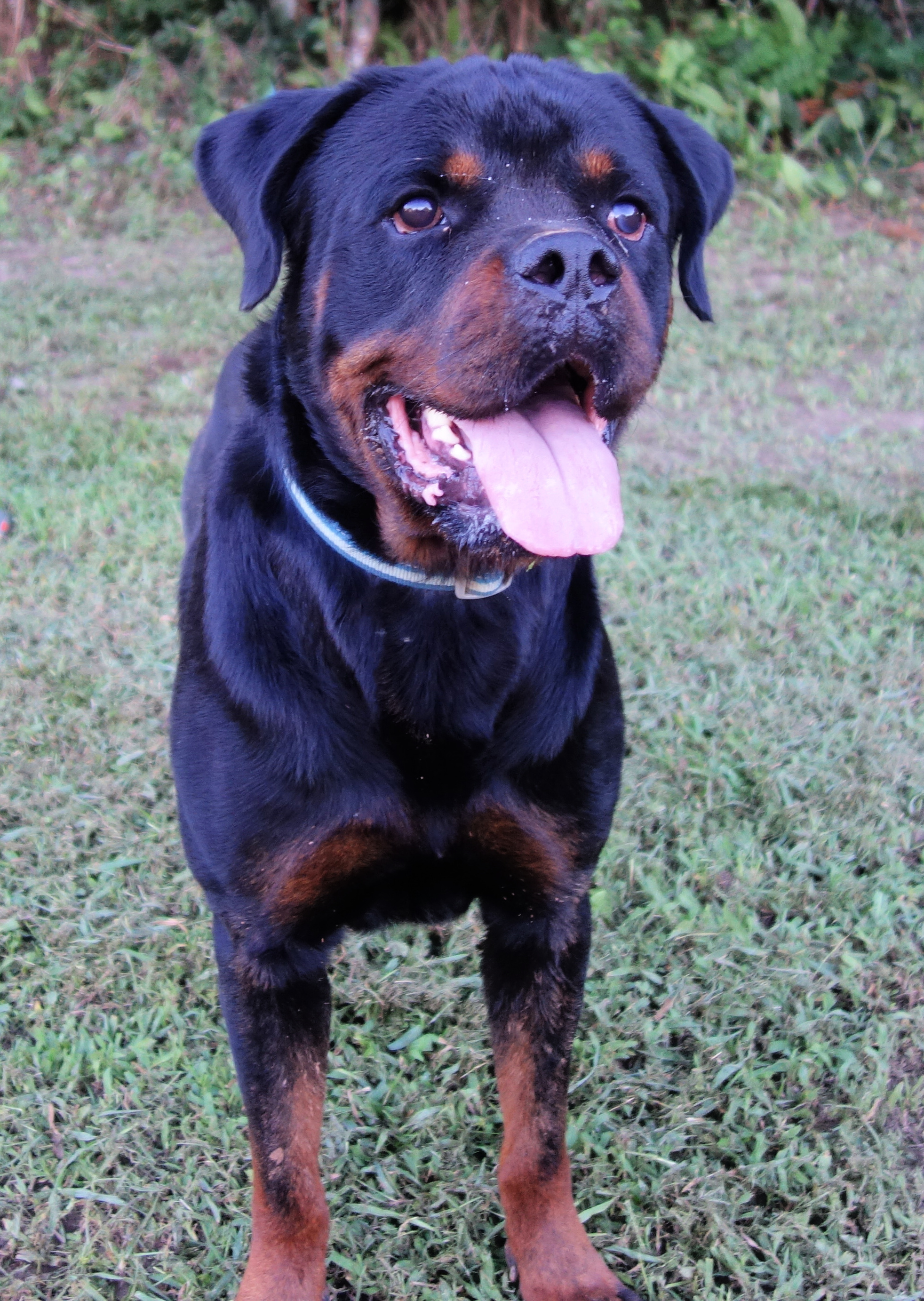 Douski, a Adoptable Rottweiler in Norwood, GA image 4/5
