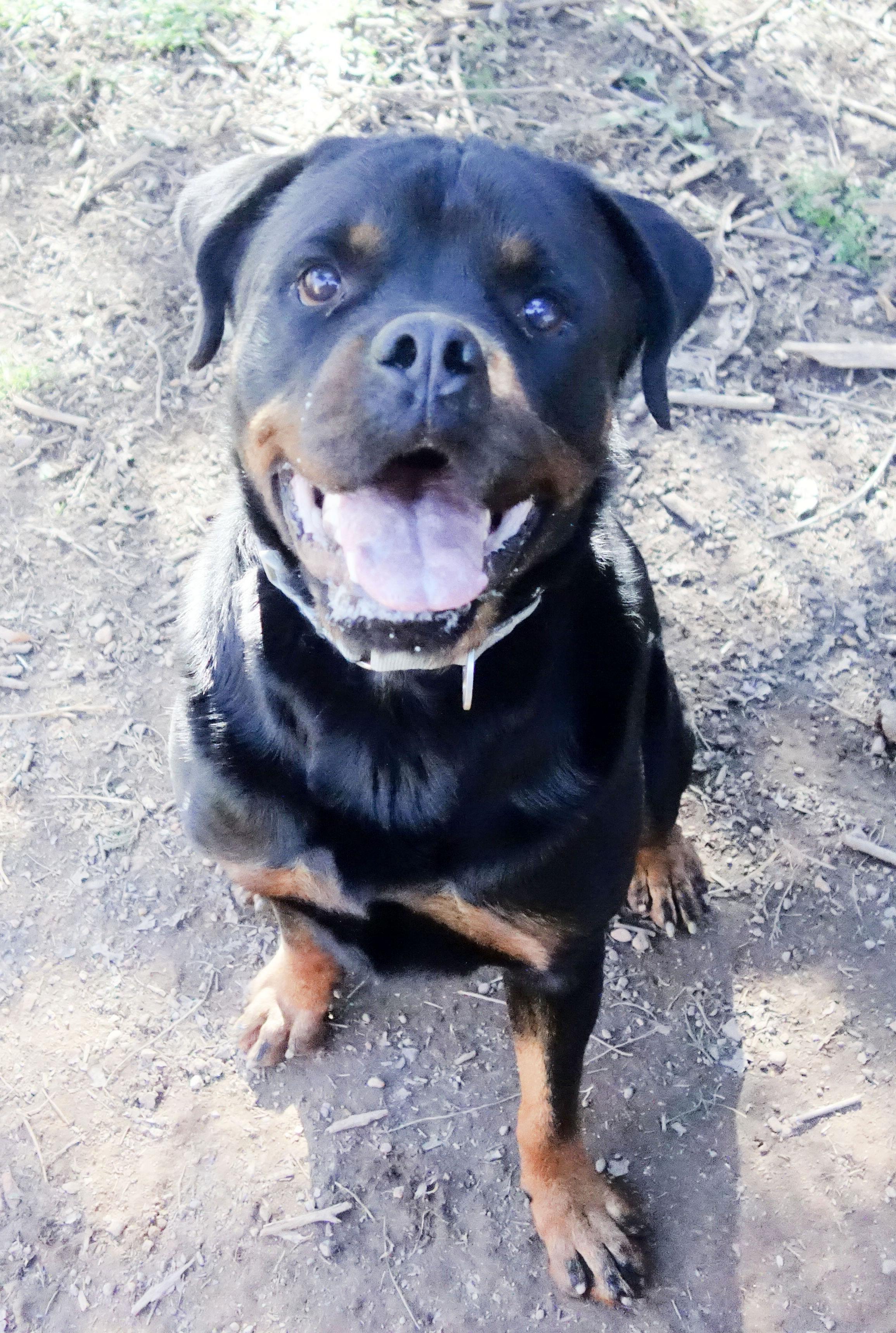 Douski, a Adoptable Rottweiler in Norwood, GA image 2/5