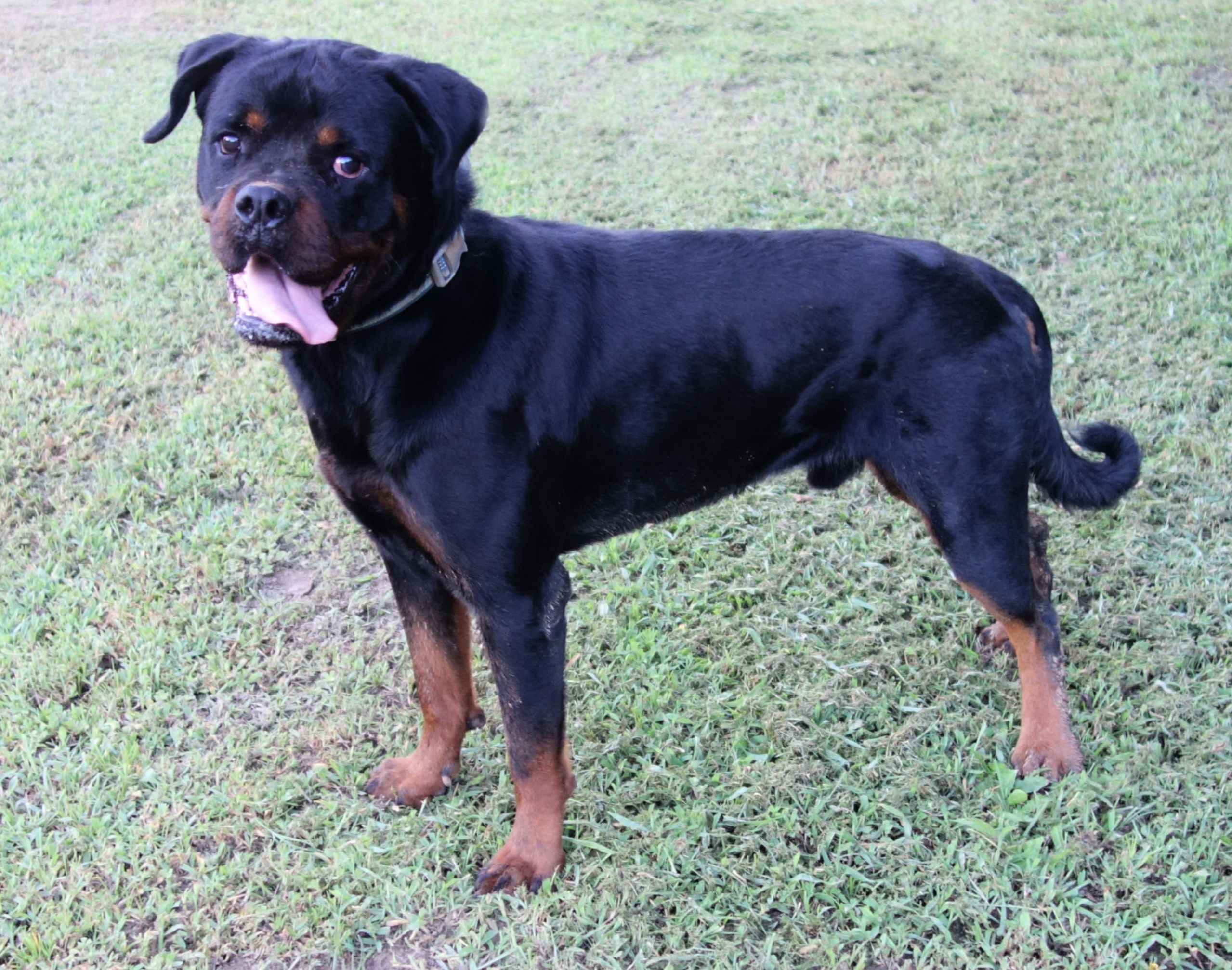 Douski, a Adoptable Rottweiler in Norwood, GA image 3/5