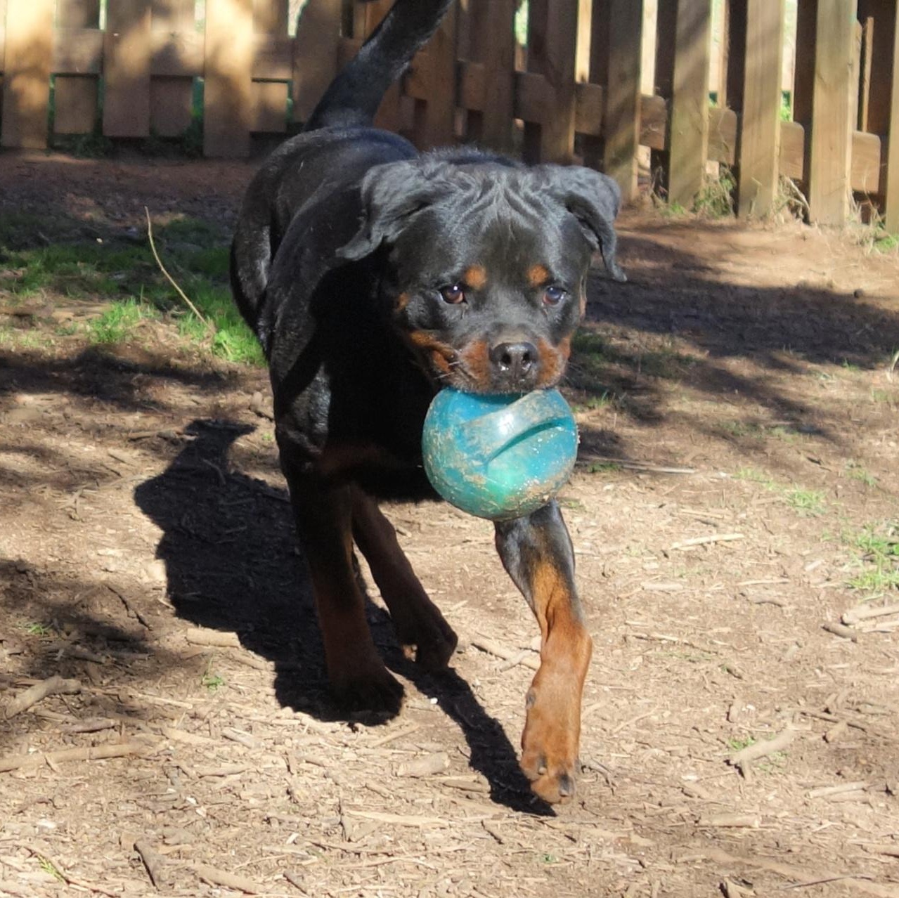 Douski, a Adoptable Rottweiler in Norwood, GA image 1/5