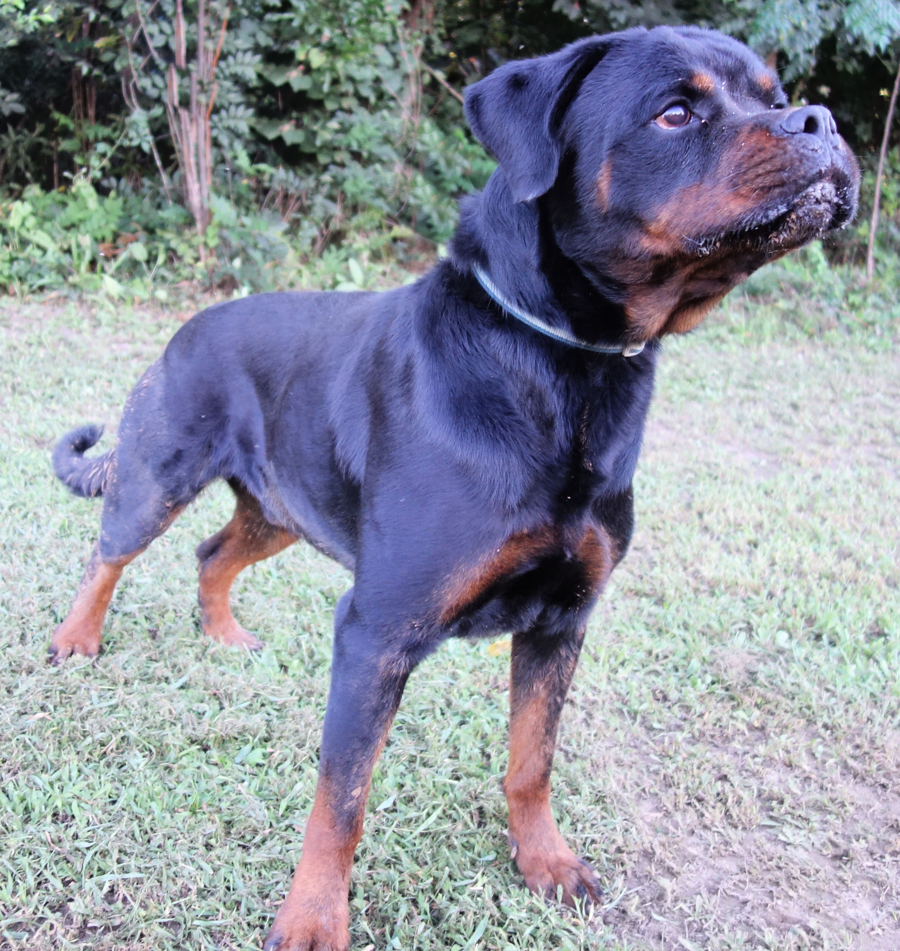 Douski, a Adoptable Rottweiler in Norwood, GA image 5/5
