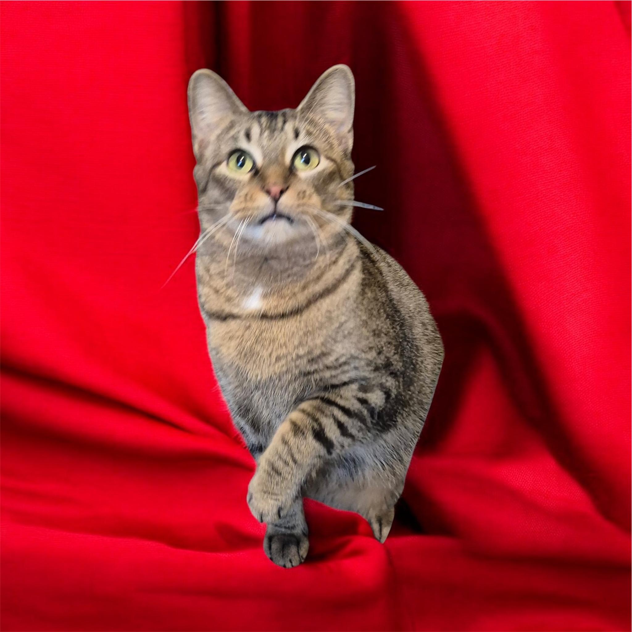 Mia, Adoptable, Adult Female Domestic Short Hair.