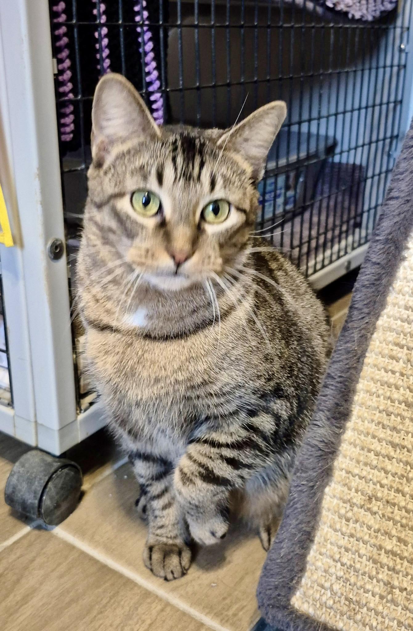 Enlarge Mia, a Adoptable Domestic Short Hair in Jeffersonville, IN image 2/6