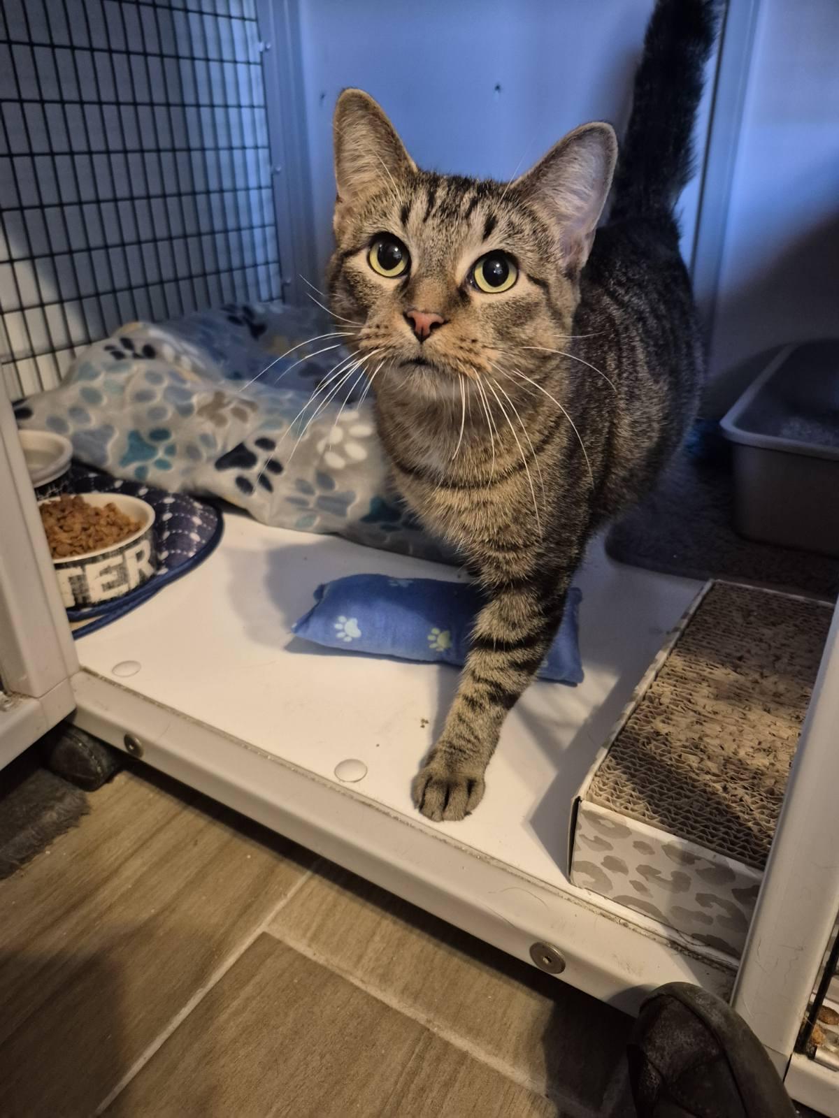 Enlarge Mia, a Adoptable Domestic Short Hair in Jeffersonville, IN image 3/6