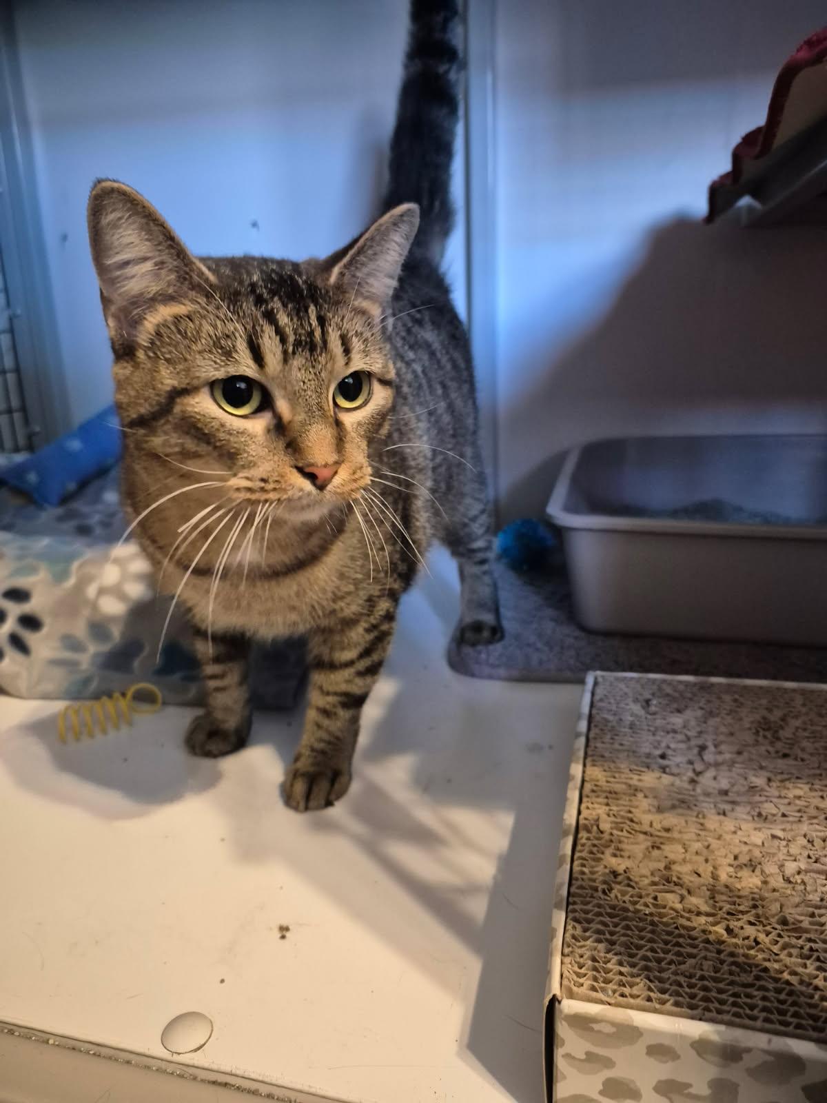 Enlarge Mia, a Adoptable Domestic Short Hair in Jeffersonville, IN image 6/6