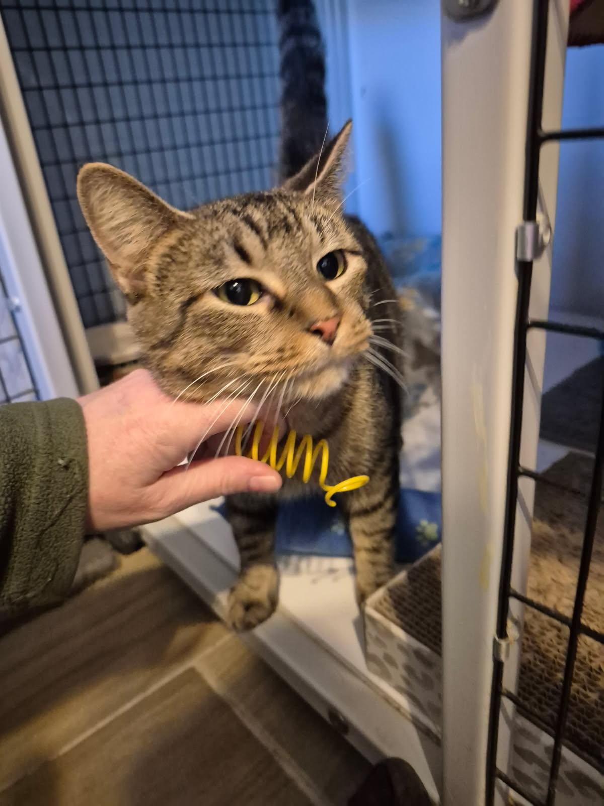 Enlarge Mia, a Adoptable Domestic Short Hair in Jeffersonville, IN image 4/6