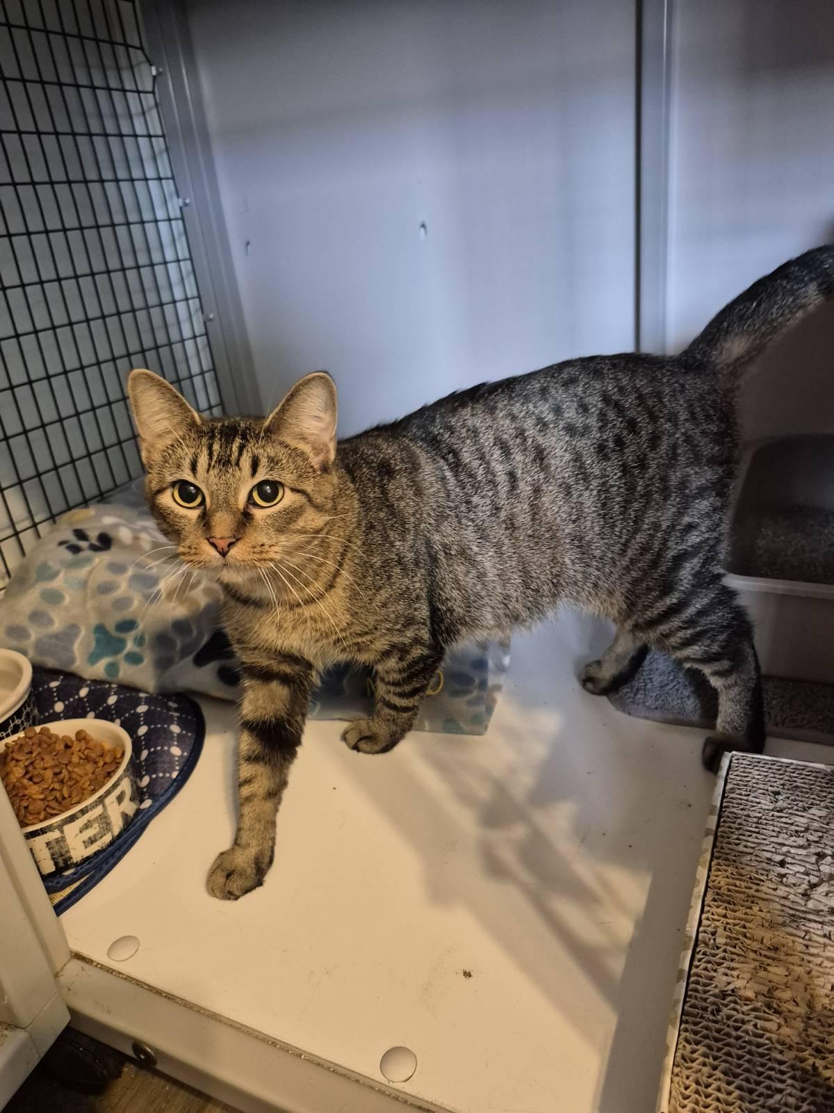 Enlarge Mia, a Adoptable Domestic Short Hair in Jeffersonville, IN image 5/6