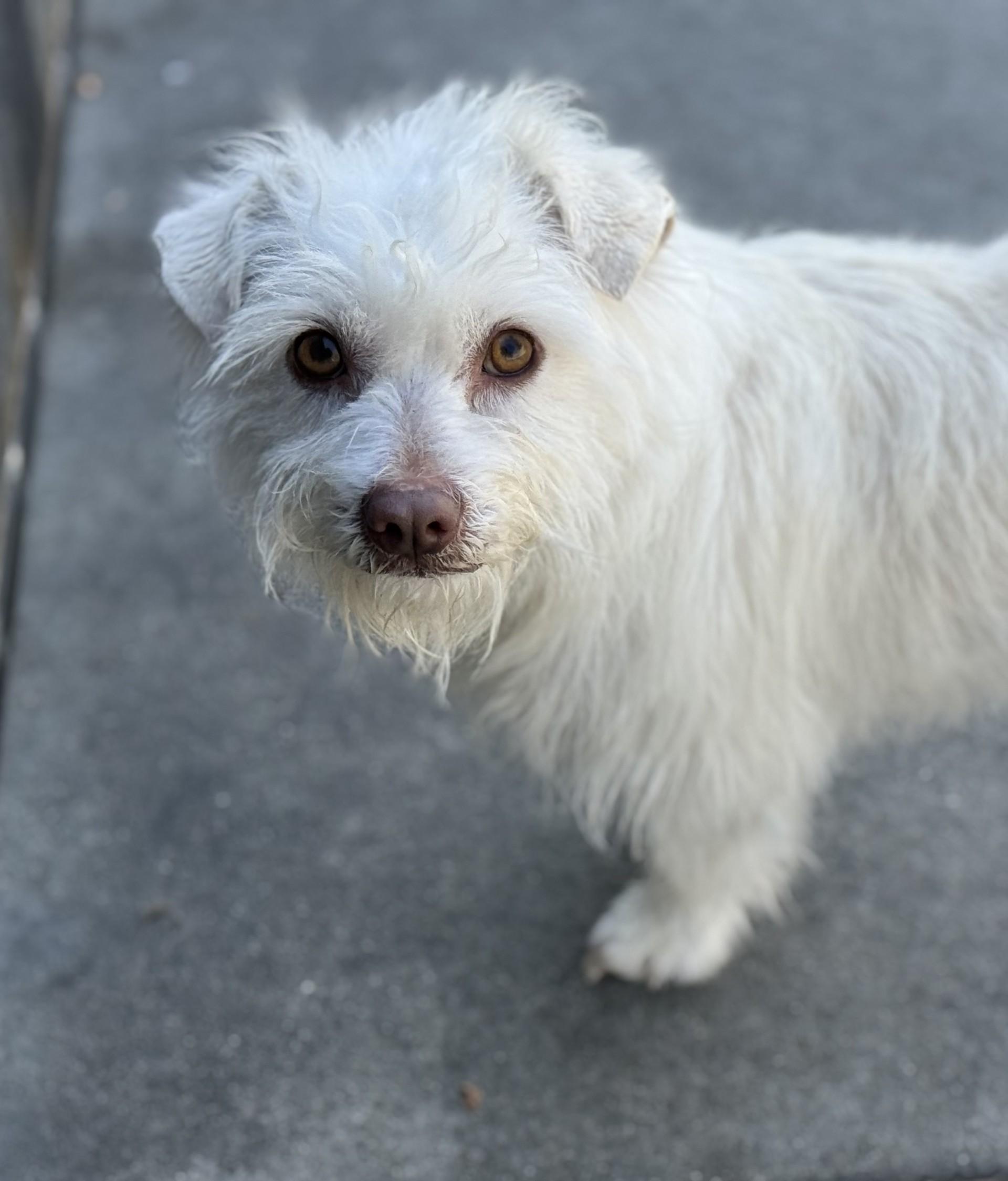 Enlarge Kano, a ADOPTABLE mixed breed in Los Alamitos, CA image 2/6
