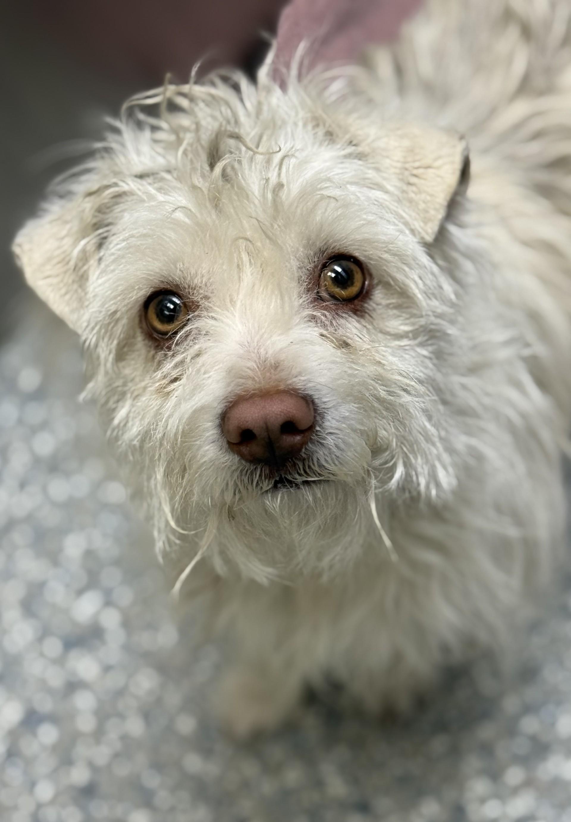 Enlarge Kano, a ADOPTABLE mixed breed in Los Alamitos, CA image 4/6