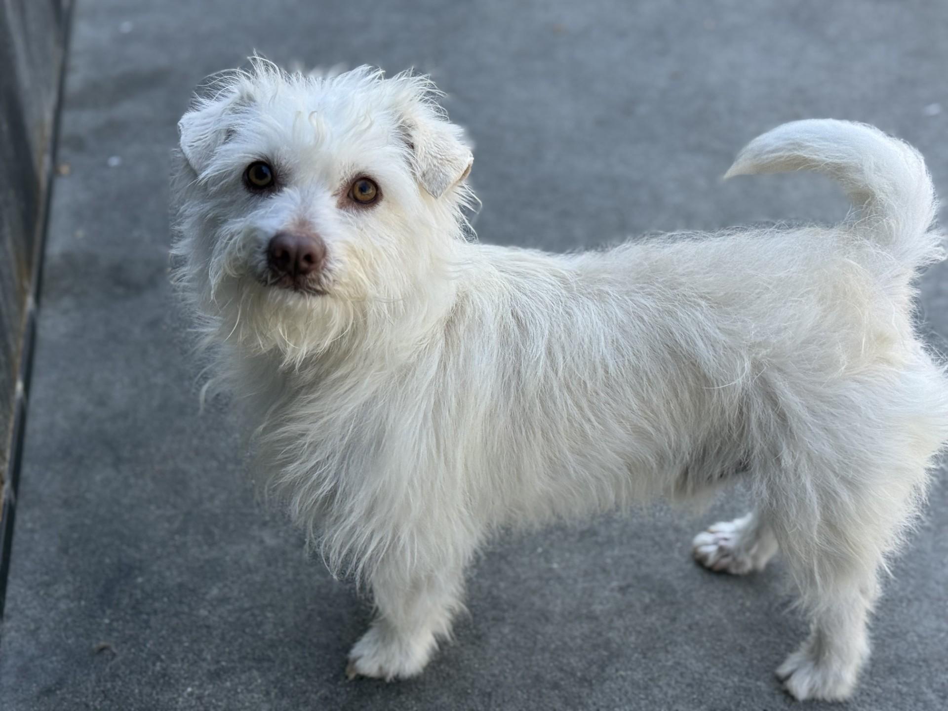 Enlarge Kano, a ADOPTABLE mixed breed in Los Alamitos, CA image 1/6