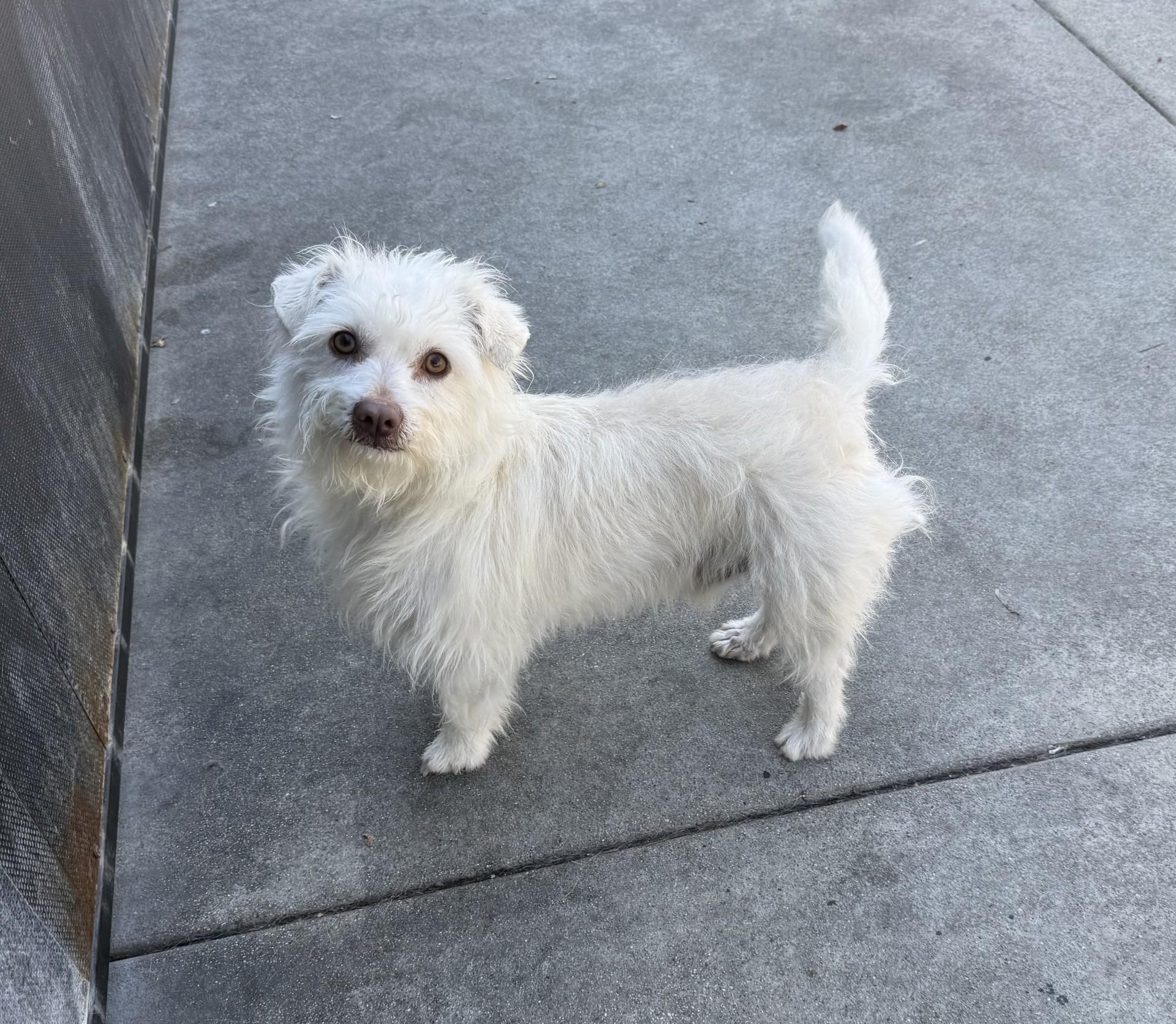 Enlarge Kano, a ADOPTABLE mixed breed in Los Alamitos, CA image 5/6