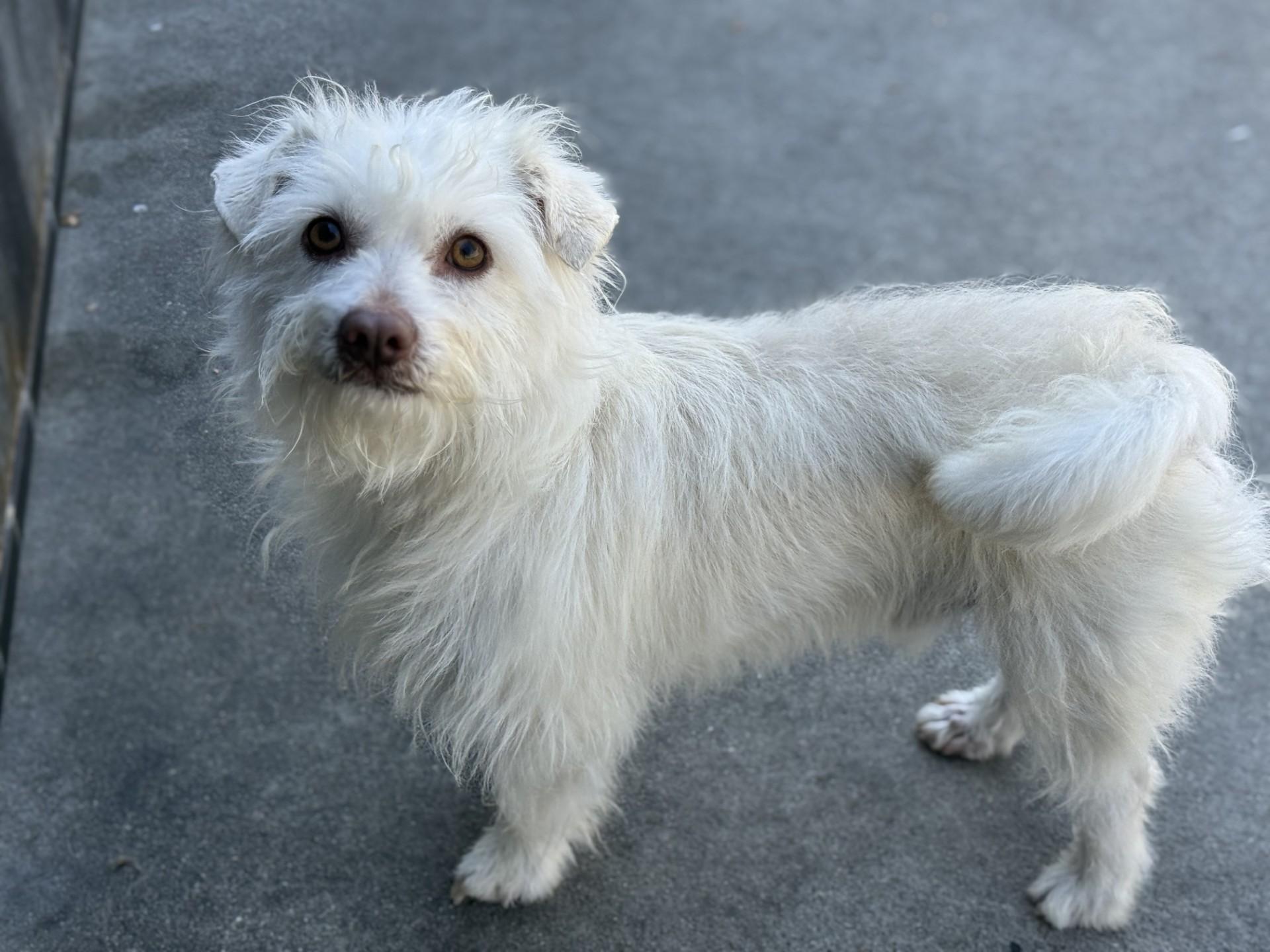 Enlarge Kano, a ADOPTABLE mixed breed in Los Alamitos, CA image 6/6