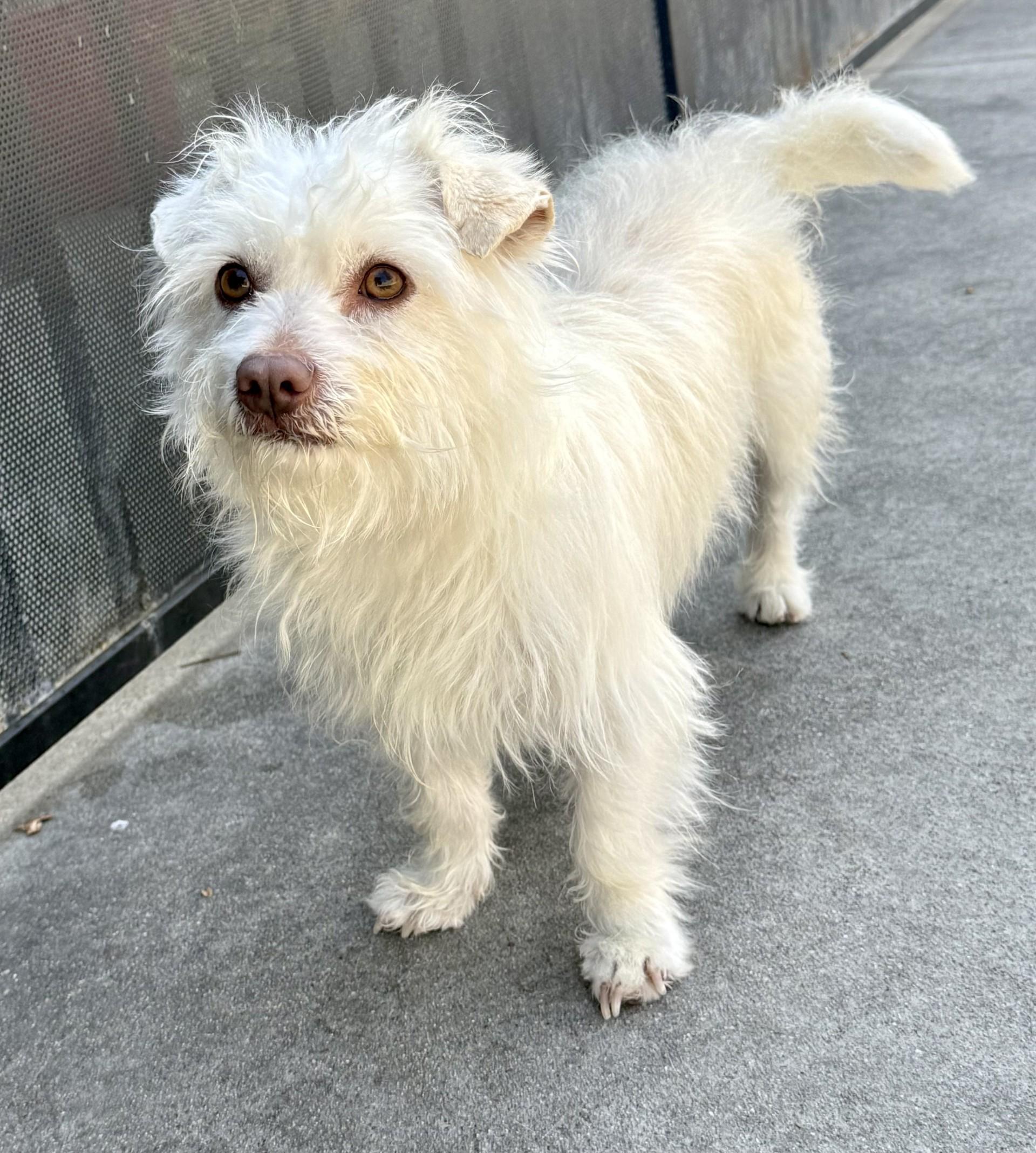 Enlarge Kano, a ADOPTABLE mixed breed in Los Alamitos, CA image 3/6