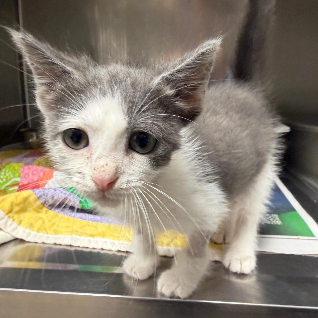Sammie, Adoptable, Kitten Male Domestic Medium Hair.