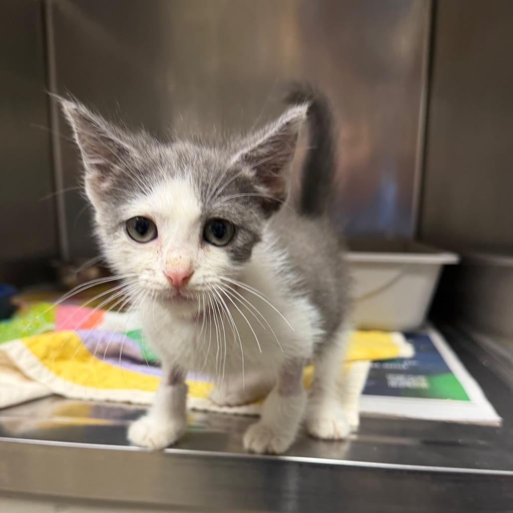 Sammie, a Adoptable Domestic Medium Hair in Bryan, TX image 2/3