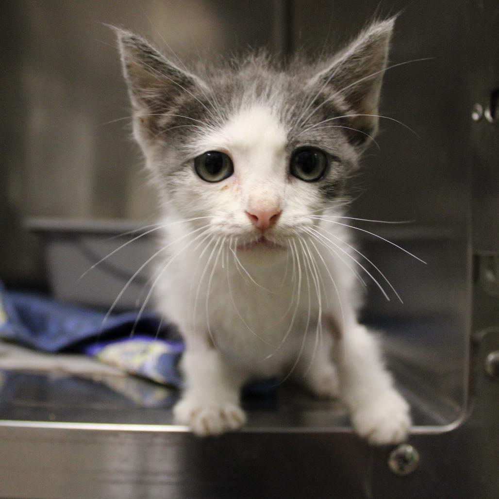 Sammie, a Adoptable Domestic Medium Hair in Bryan, TX image 3/3
