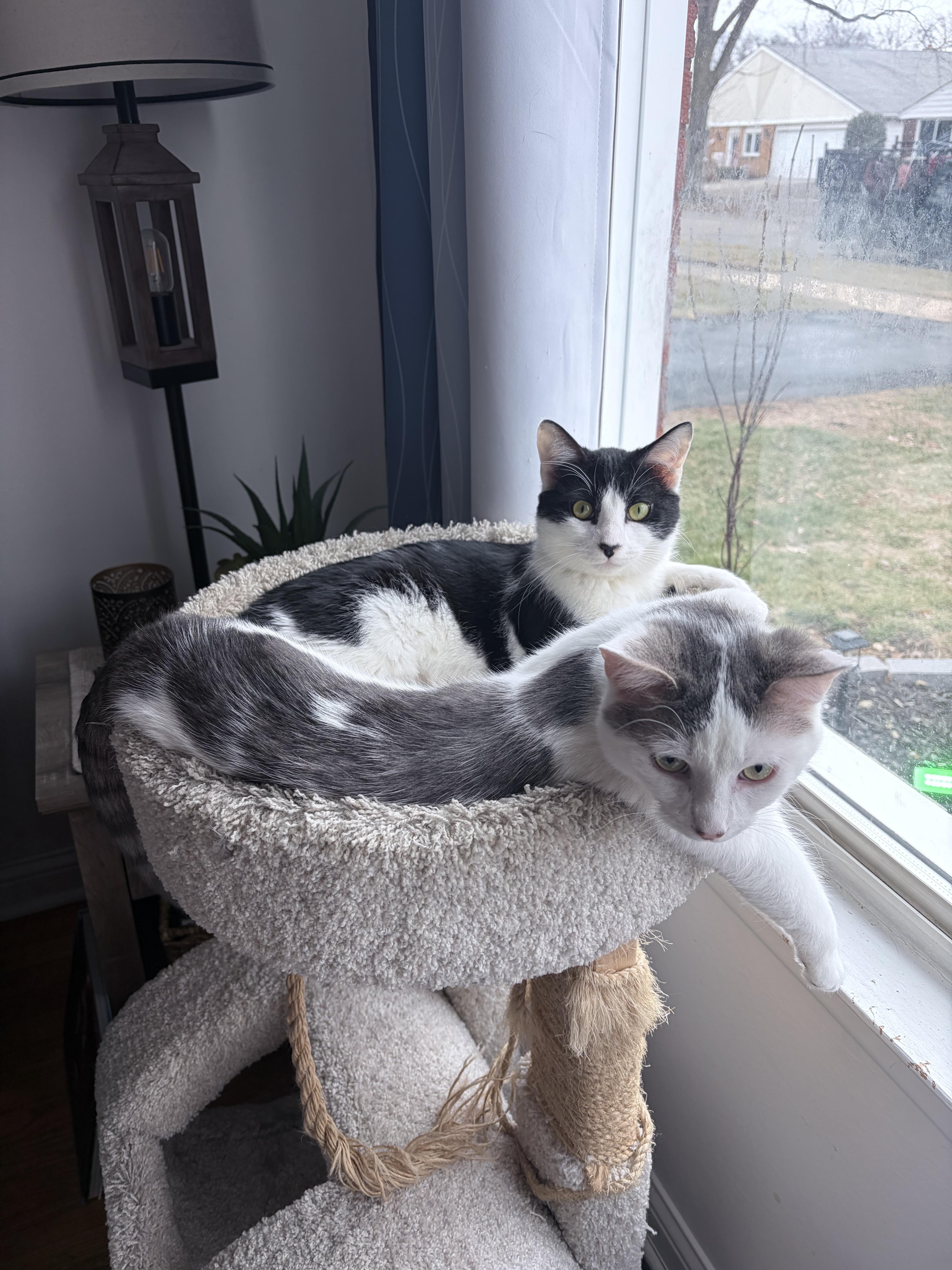 Enlarge George, a ADOPTABLE Domestic Short Hair in Chicago, IL image 3/4