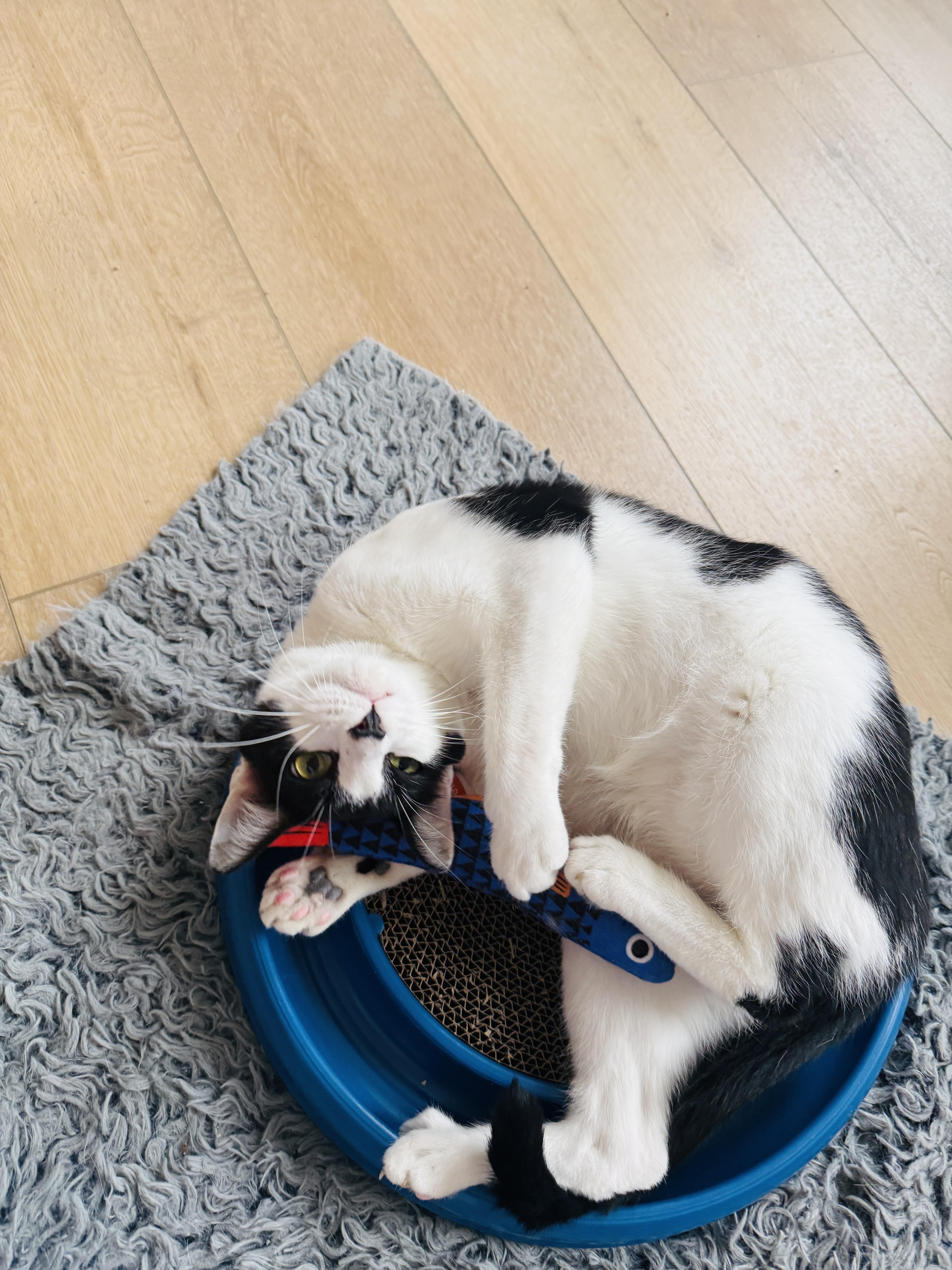 Enlarge George, a ADOPTABLE Domestic Short Hair in Chicago, IL image 1/4