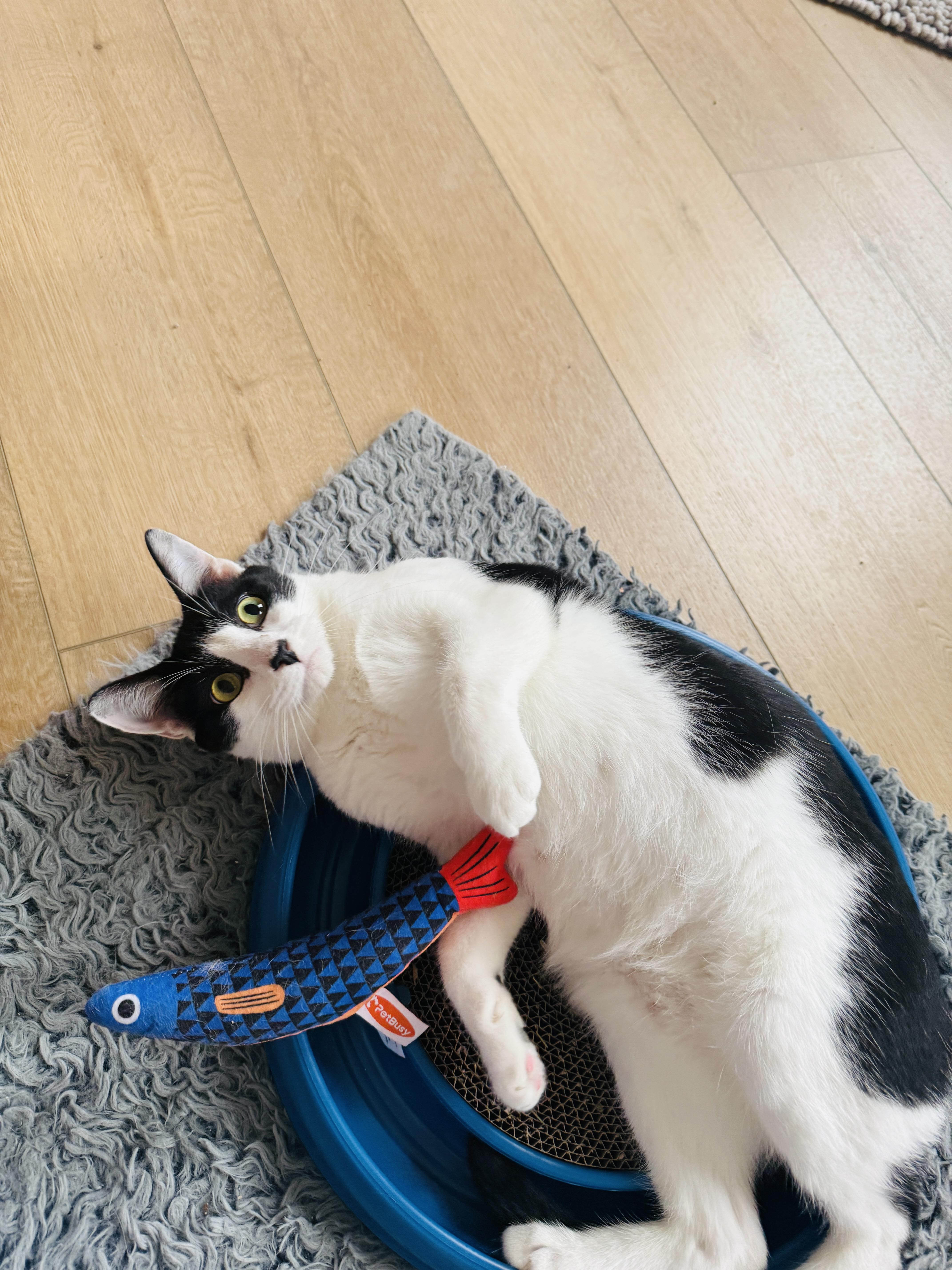 Enlarge George, a ADOPTABLE Domestic Short Hair in Chicago, IL image 2/4