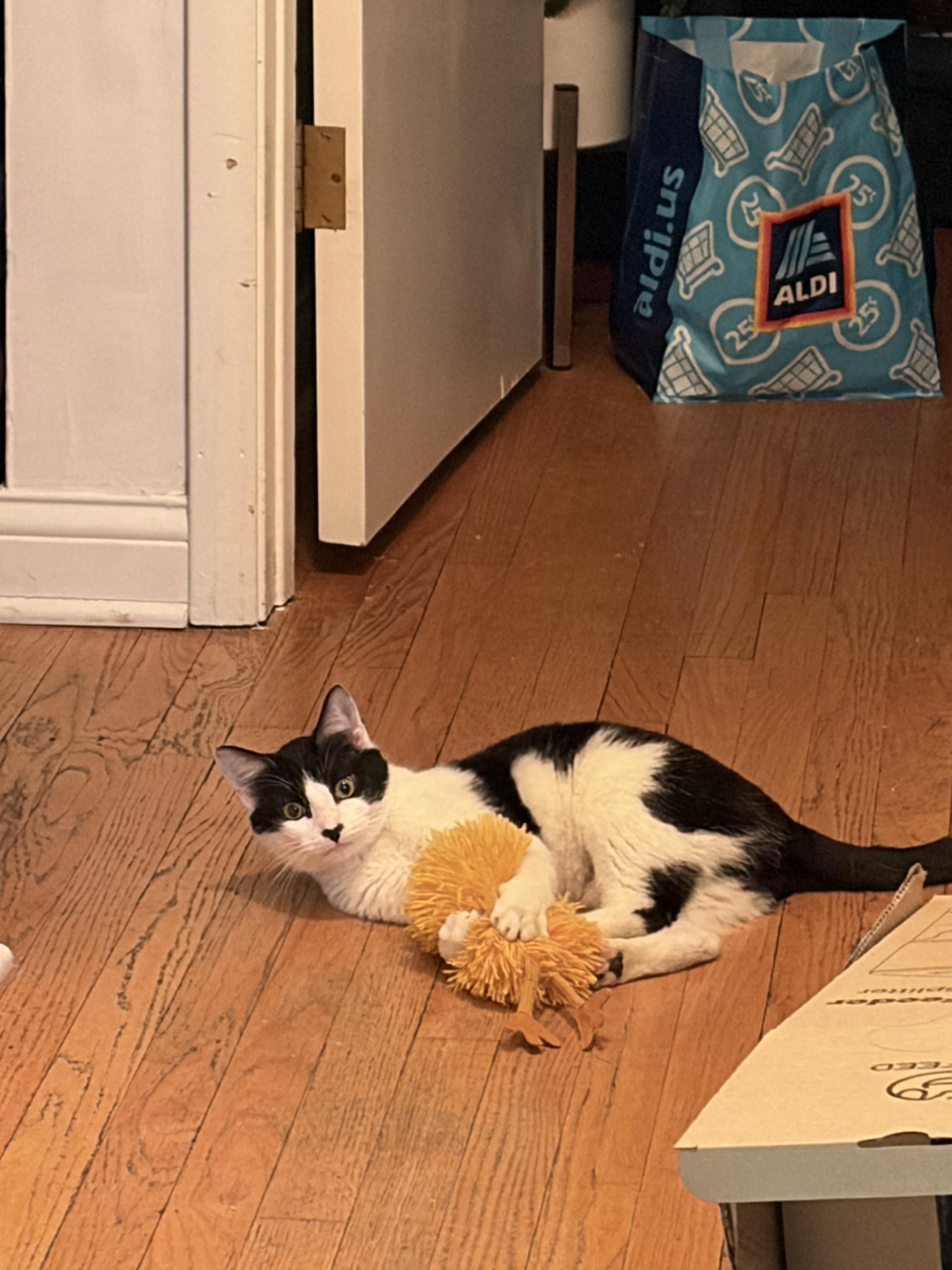 Enlarge George, a ADOPTABLE Domestic Short Hair in Chicago, IL image 4/4