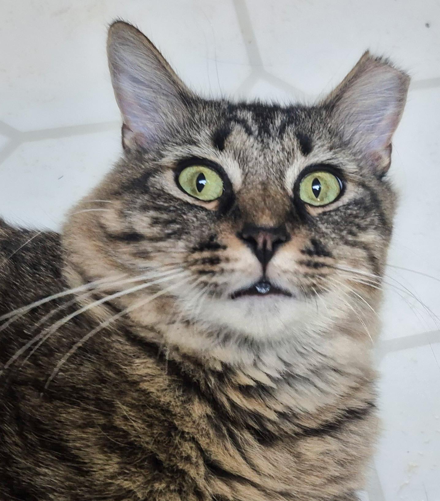 Enlarge Ziggy, a ADOPTABLE Domestic Medium Hair in Providence Forge, VA image 6/6