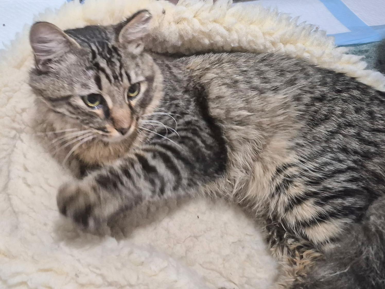Rami Malek, a ADOPTABLE Domestic Medium Hair in Providence Forge, VA image 6/6