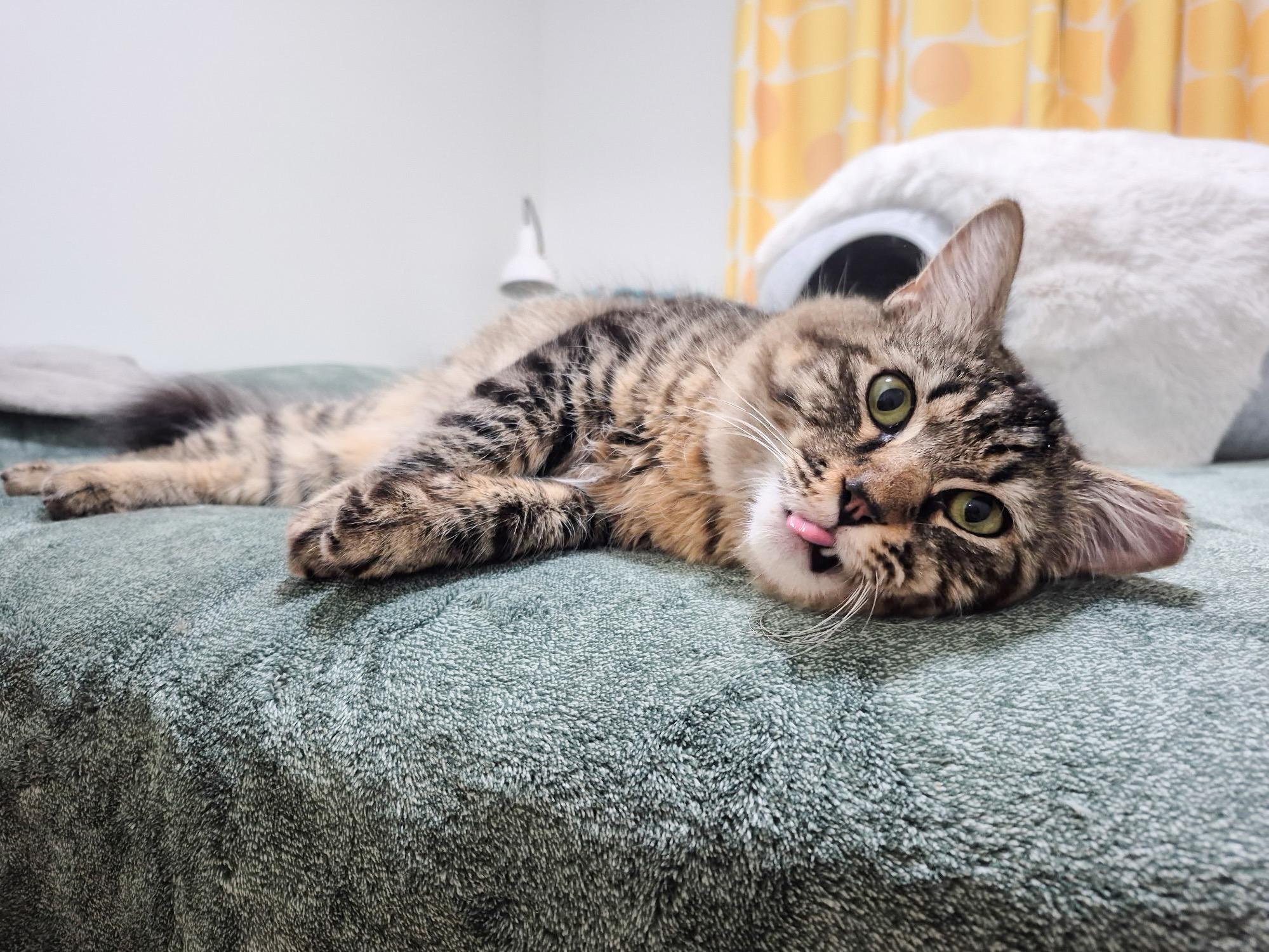 Ziggy, ADOPTABLE, Young Male Domestic Medium Hair.
