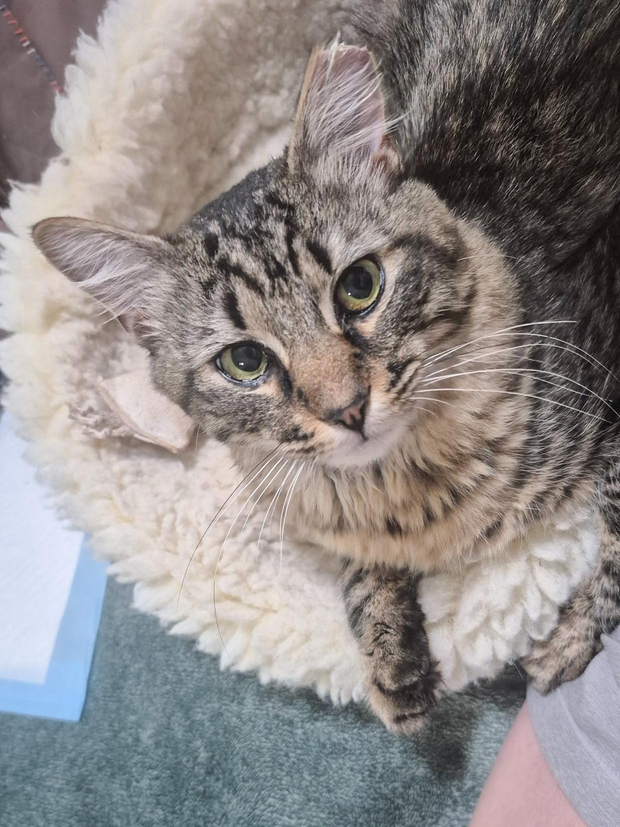 Rami Malek, ADOPTABLE, Young Male Domestic Medium Hair.