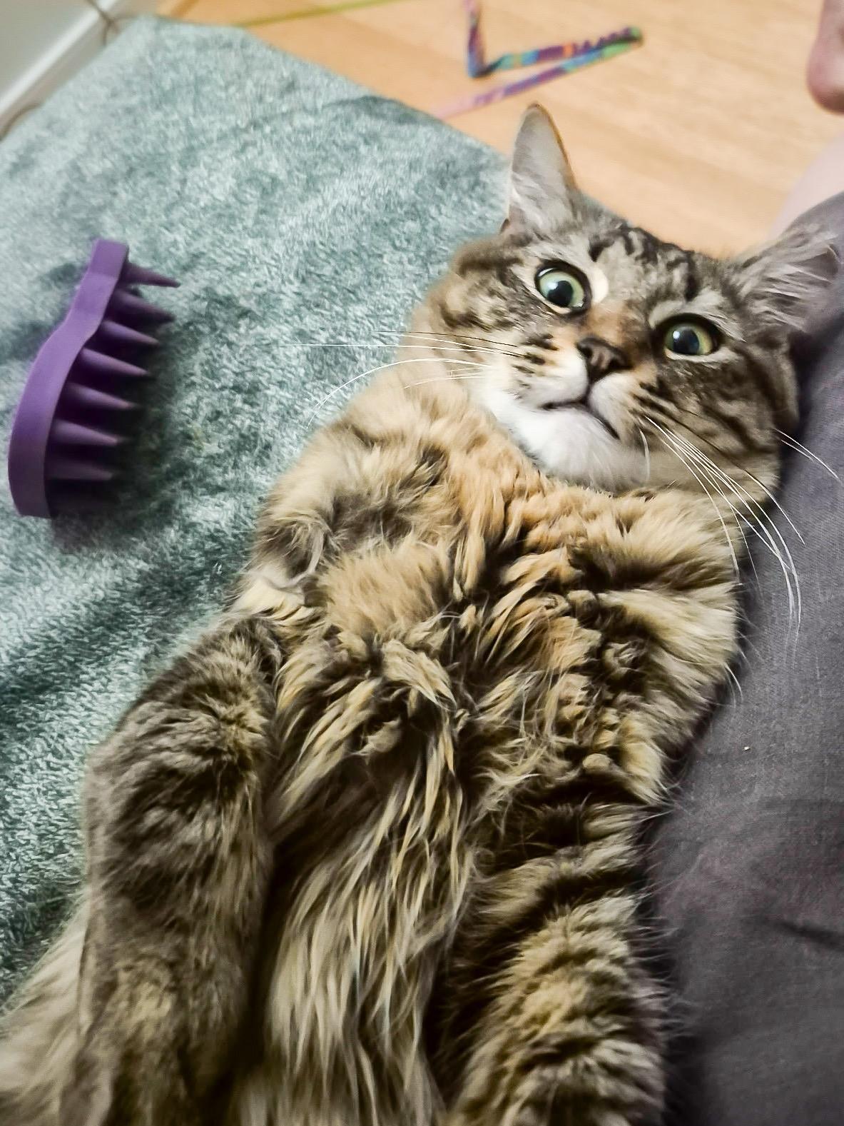 Rami Malek, a ADOPTABLE Domestic Medium Hair in Providence Forge, VA image 4/6