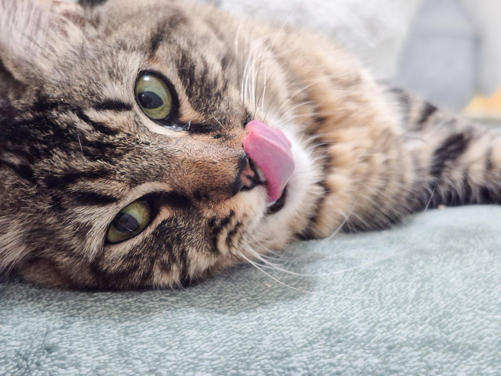 Rami Malek, a ADOPTABLE Domestic Medium Hair in Providence Forge, VA image 3/6