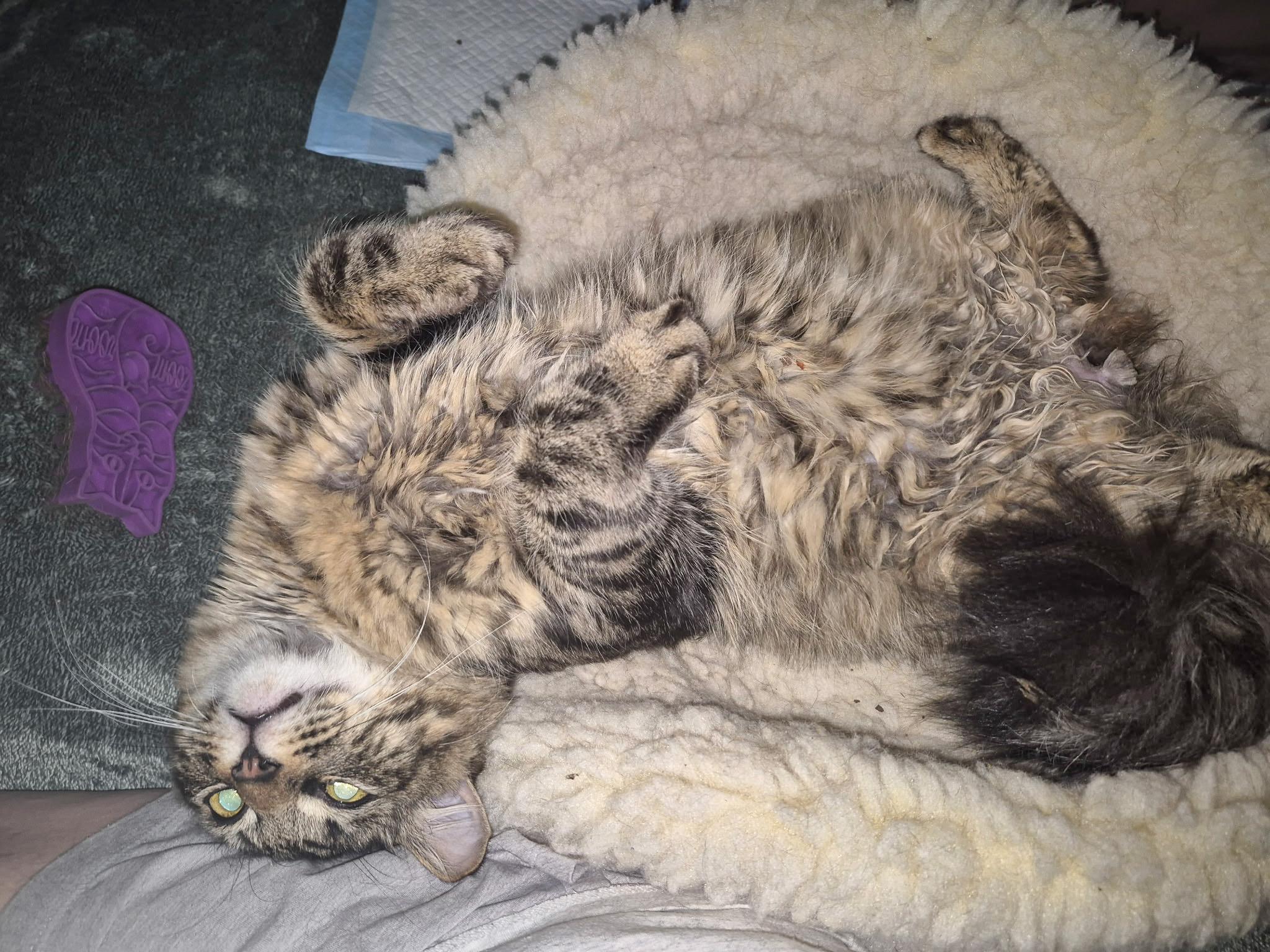 Rami Malek, a ADOPTABLE Domestic Medium Hair in Providence Forge, VA image 5/6