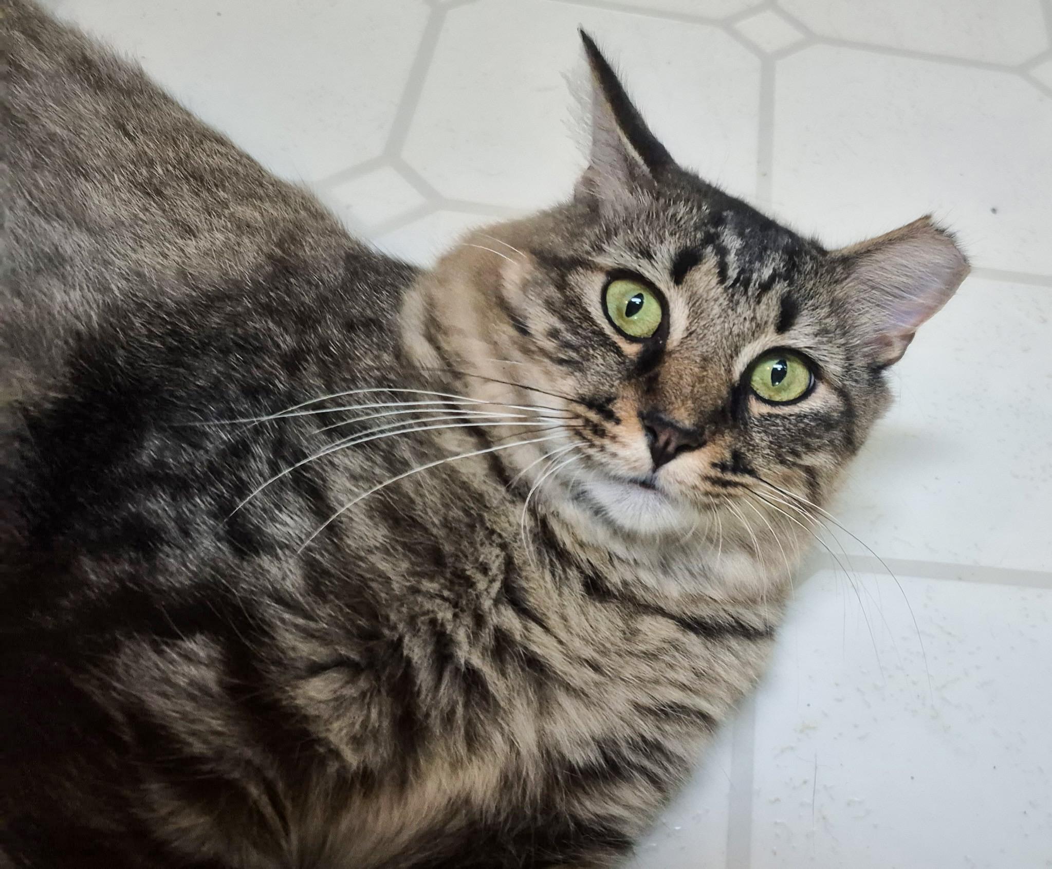 Enlarge Ziggy, a ADOPTABLE Domestic Medium Hair in Providence Forge, VA image 5/6