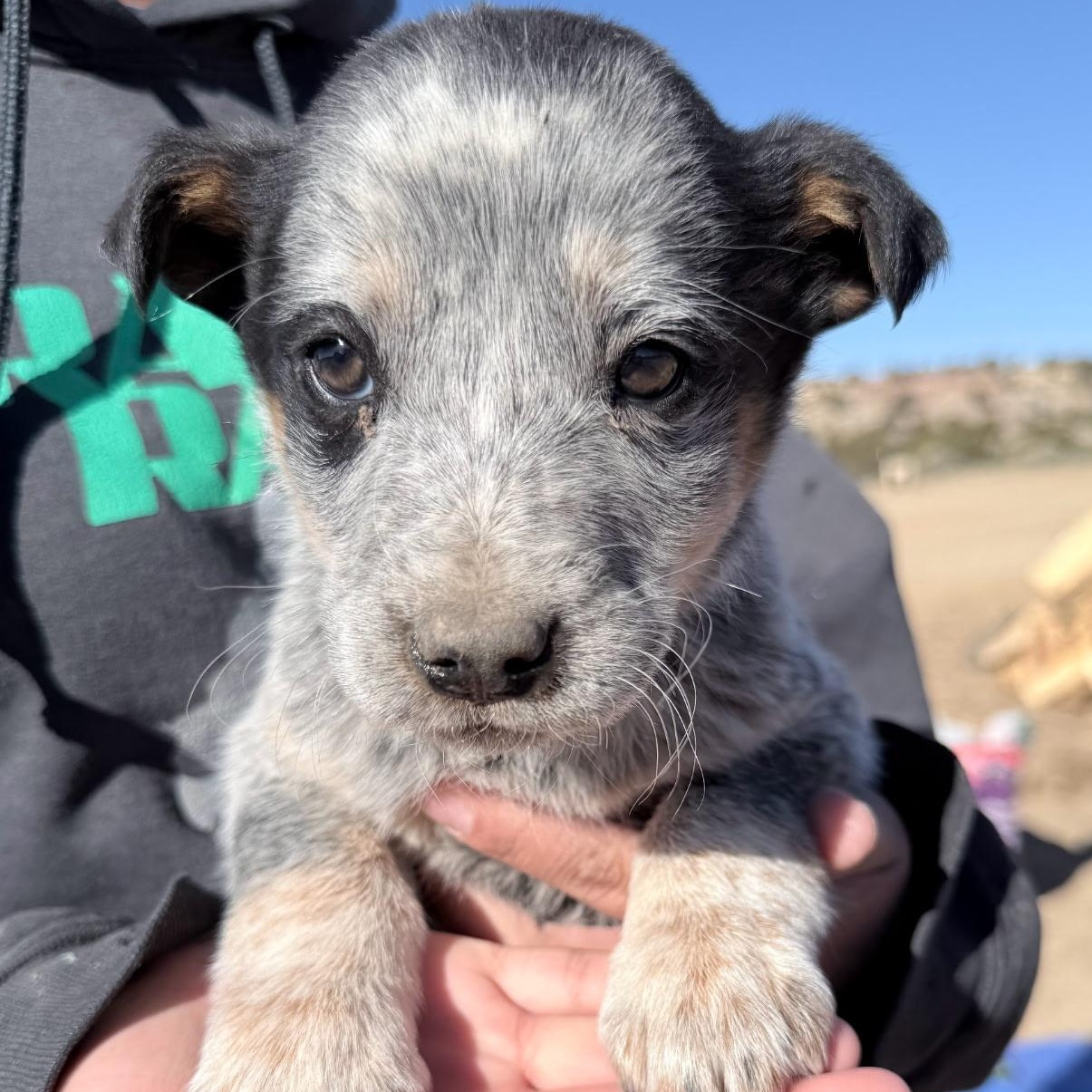 Enlarge Solomon, a ADOPTABLE mixed breed in Scottsdale, AZ image 1/1