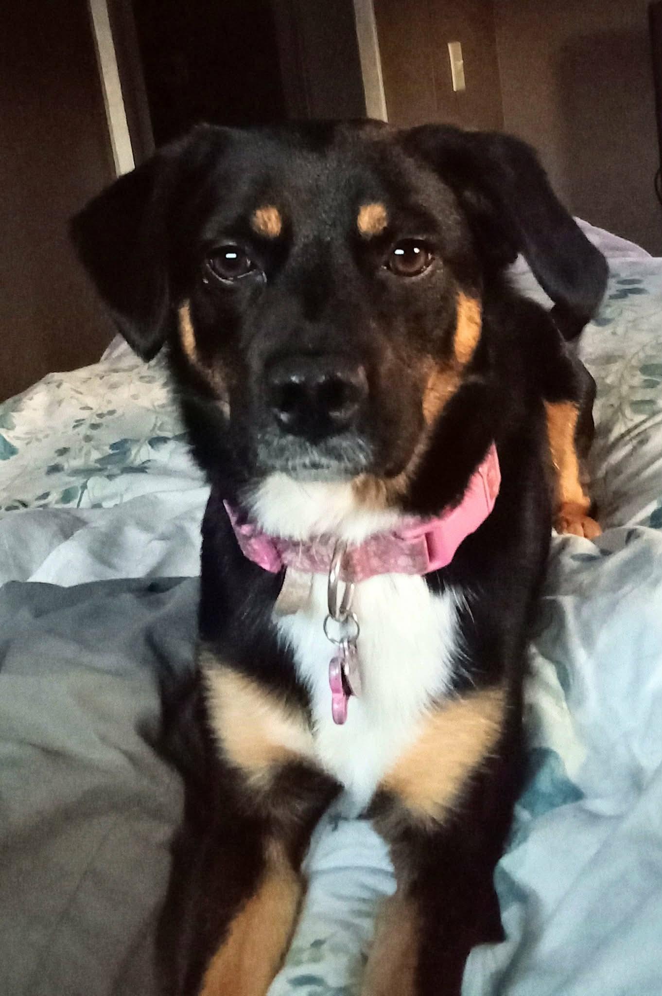 Courtesy Post for Sasha, a ADOPTABLE mixed breed in Akron, NY image 1/4