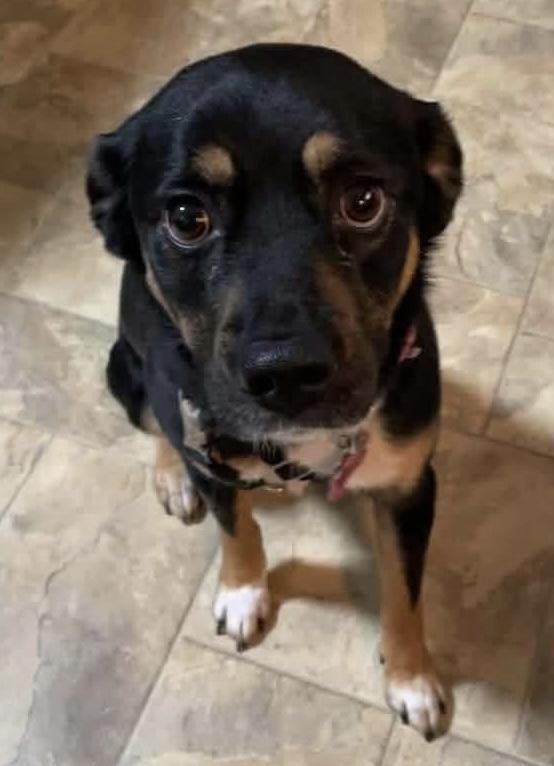 Courtesy Post for Sasha, a ADOPTABLE mixed breed in Akron, NY image 2/4
