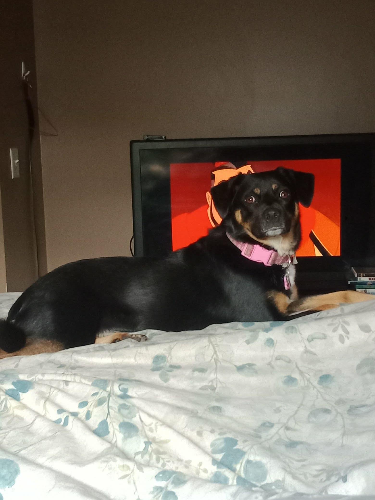 Courtesy Post for Sasha, a ADOPTABLE mixed breed in Akron, NY image 4/4