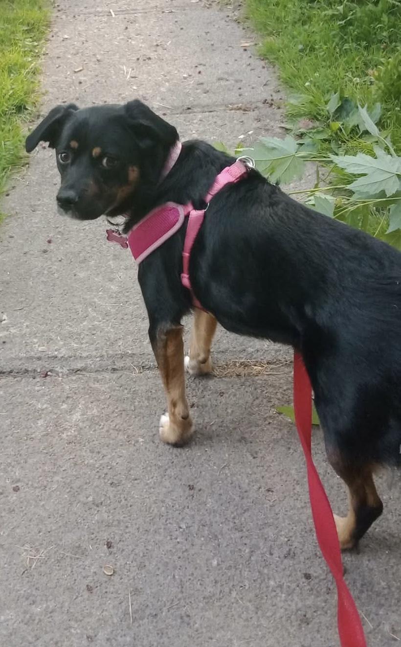 Courtesy Post for Sasha, a ADOPTABLE mixed breed in Akron, NY image 3/4