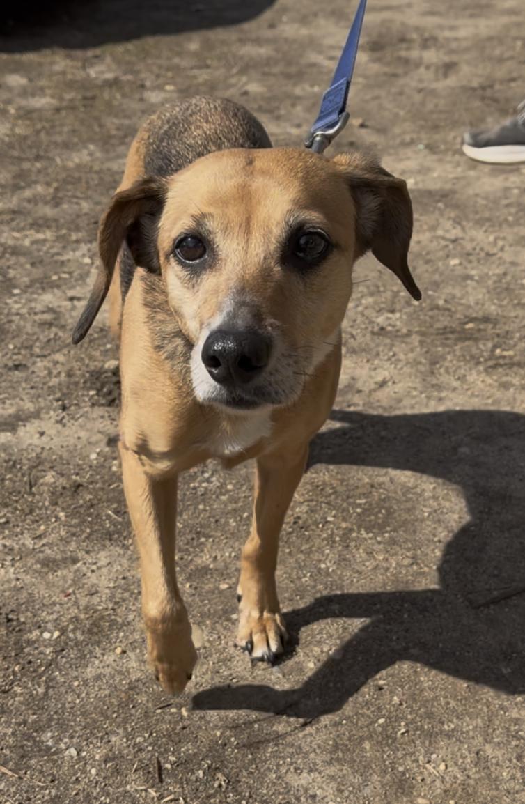 Molly, adopted, Senior Female Beagle.