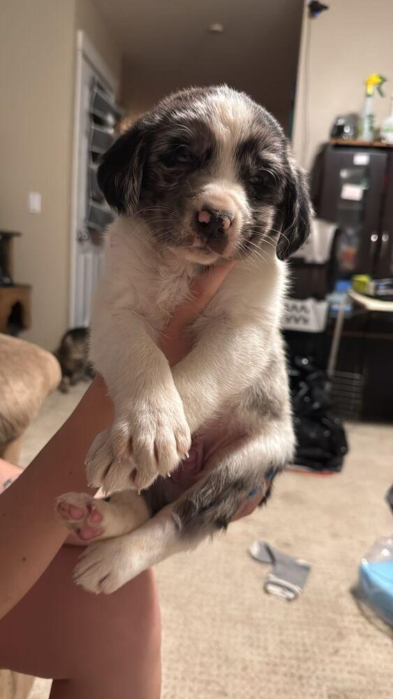 Dr. Hooves, Adoptable, Puppy Male Collie & Shepherd.