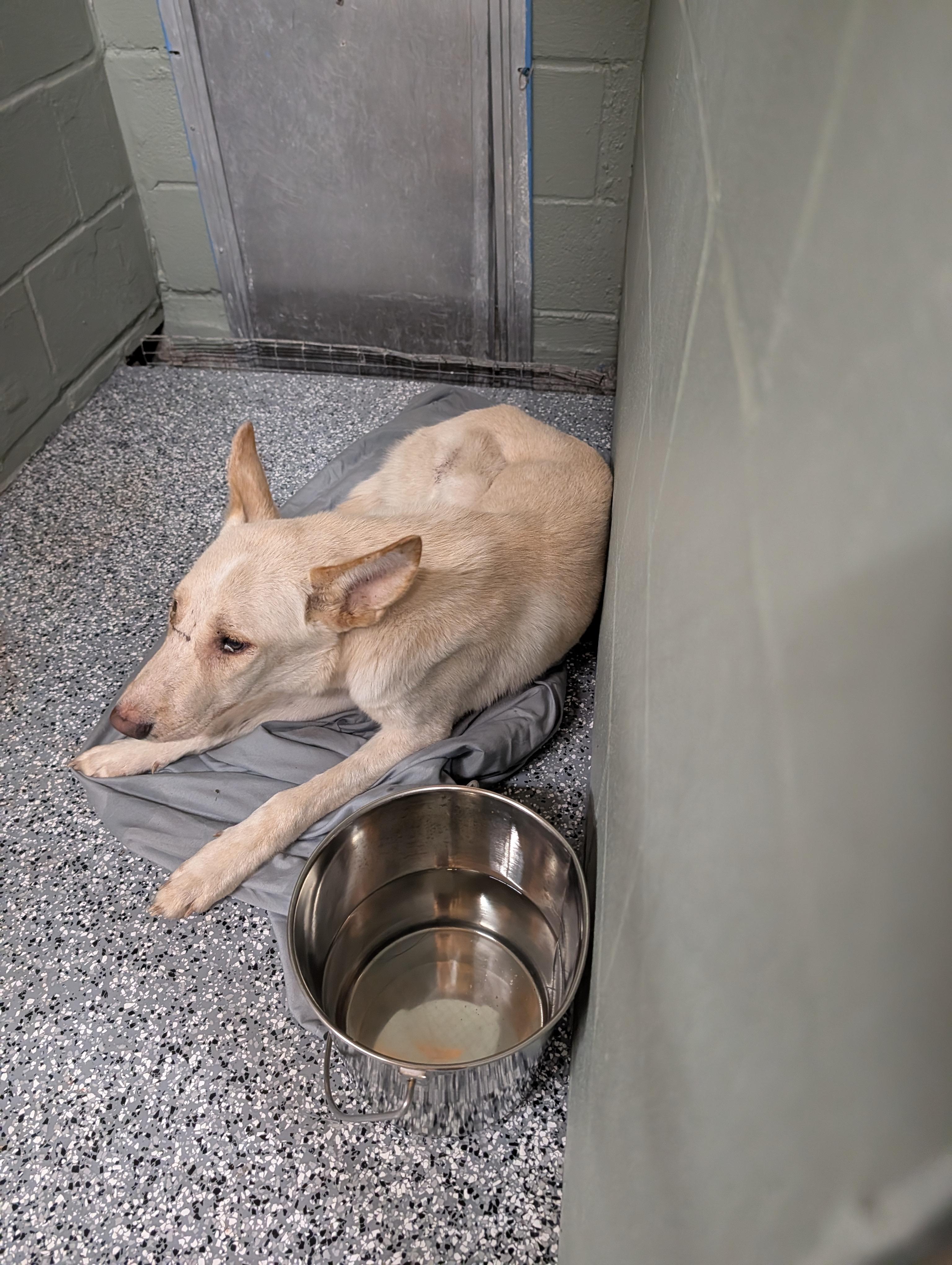 Yeller, a ADOPTABLE mixed breed in Winnsboro, TX image 1/2
