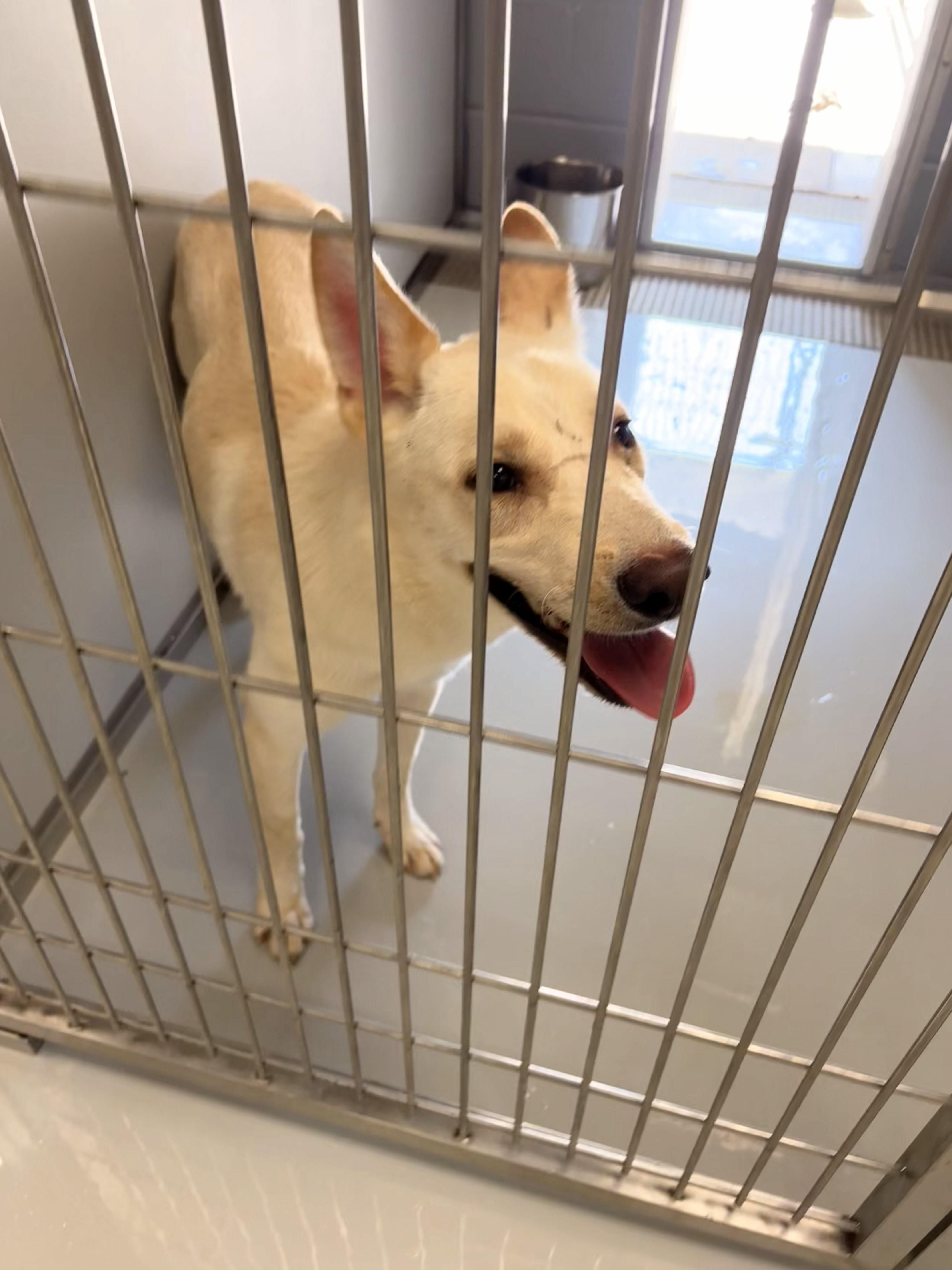 Yeller, a ADOPTABLE mixed breed in Winnsboro, TX image 2/2