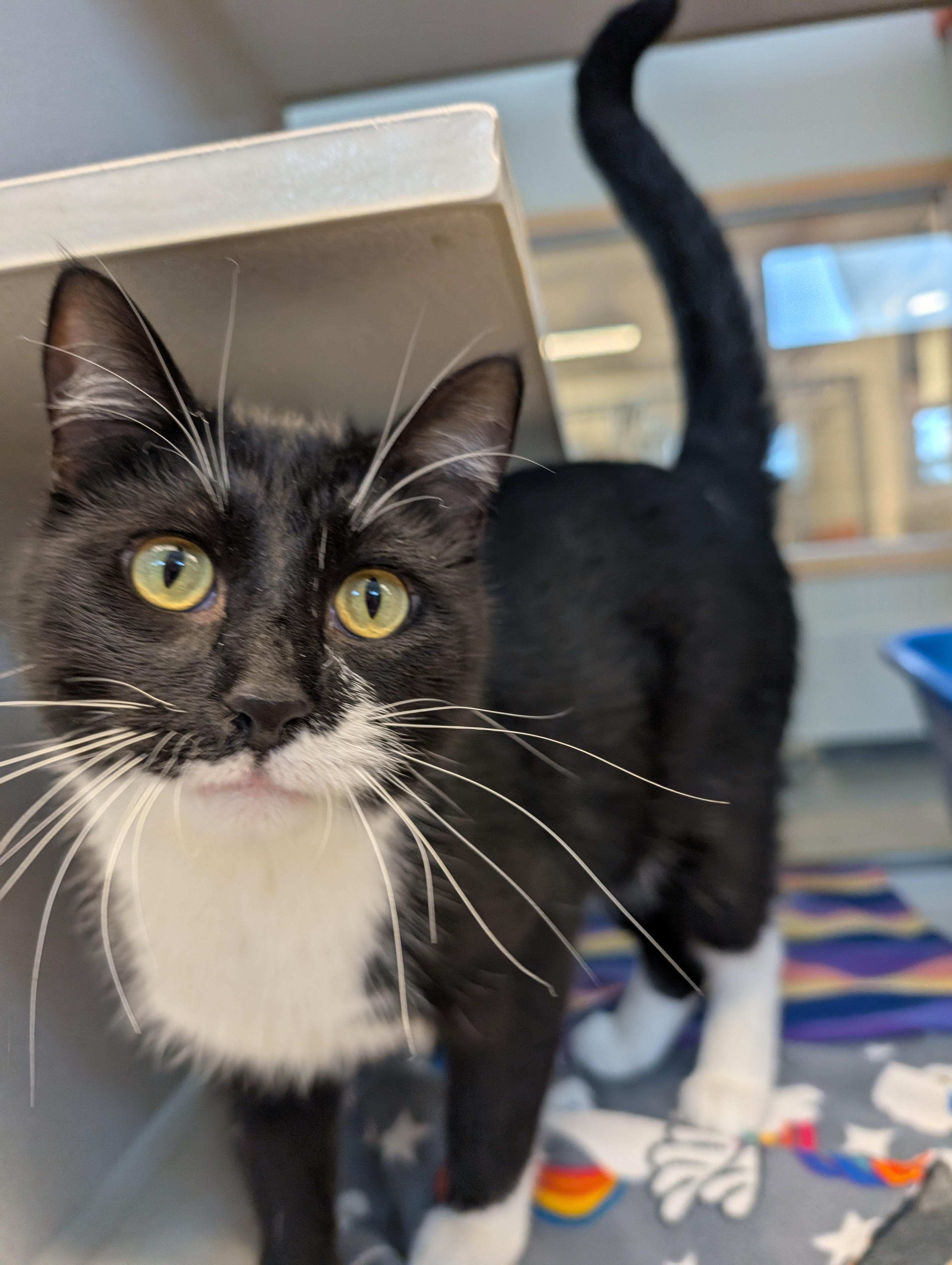Enlarge Skippy @ PetSmart Near Lindale Mall, an adopted mixed breed in Cedar Rapids, IA image 2/4