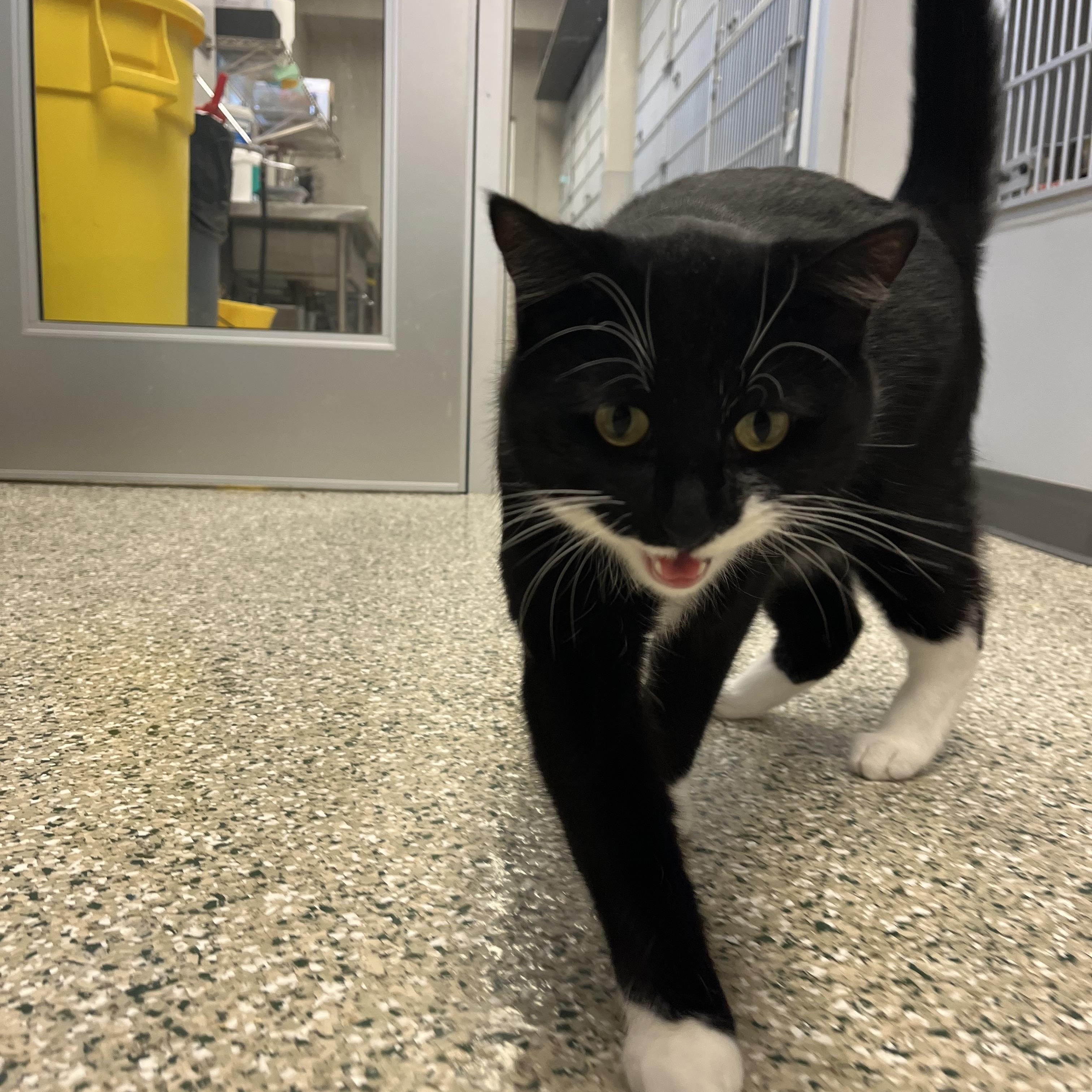 Enlarge Skippy @ PetSmart Near Lindale Mall, an adopted mixed breed in Cedar Rapids, IA image 4/4