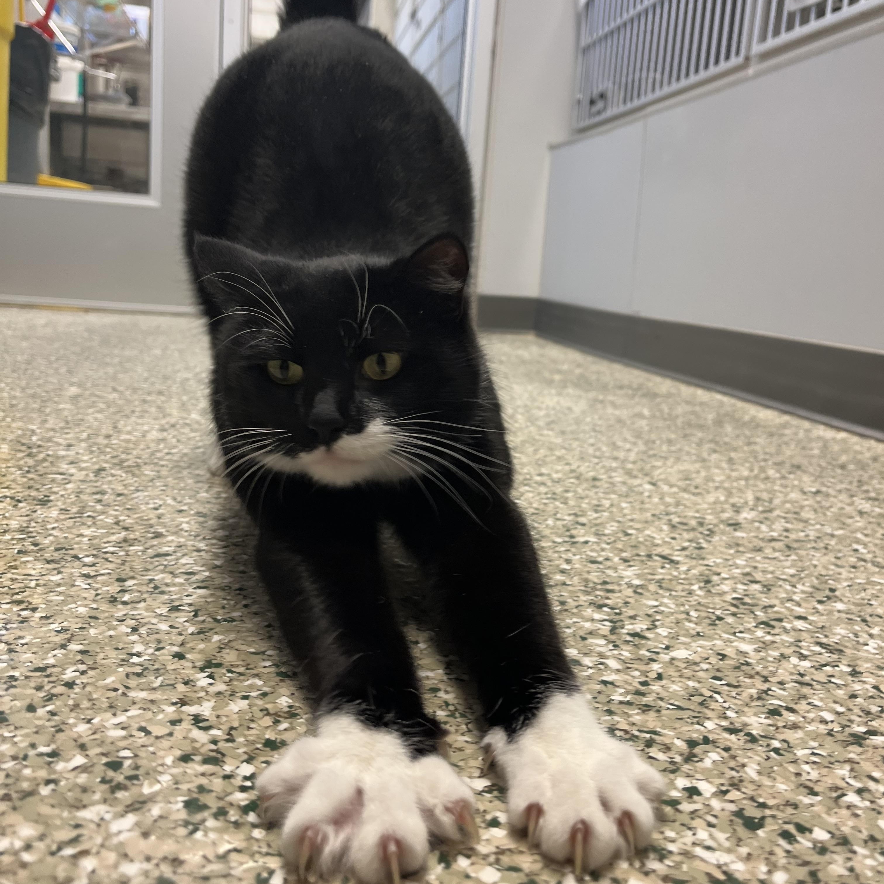 Skippy, Adoptable, Adult Male Domestic Short Hair.