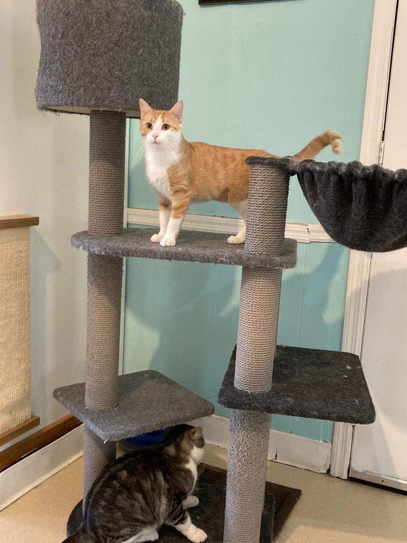 Noodles, a Adoptable Domestic Medium Hair in Dellslow, WV image 1/4